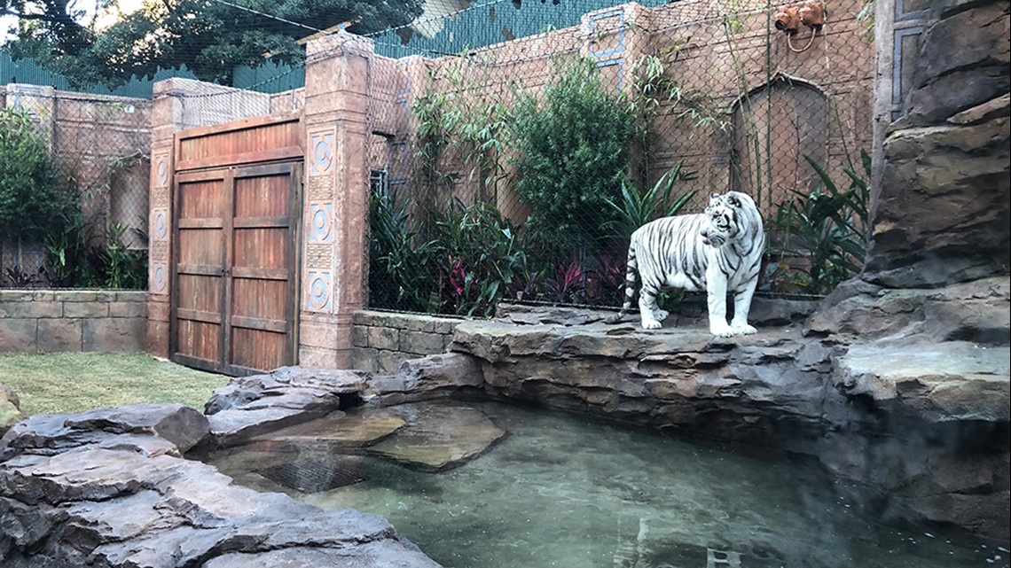 Tigers at Houston's Downtown Aquarium get new outdoor habitat | khou.com