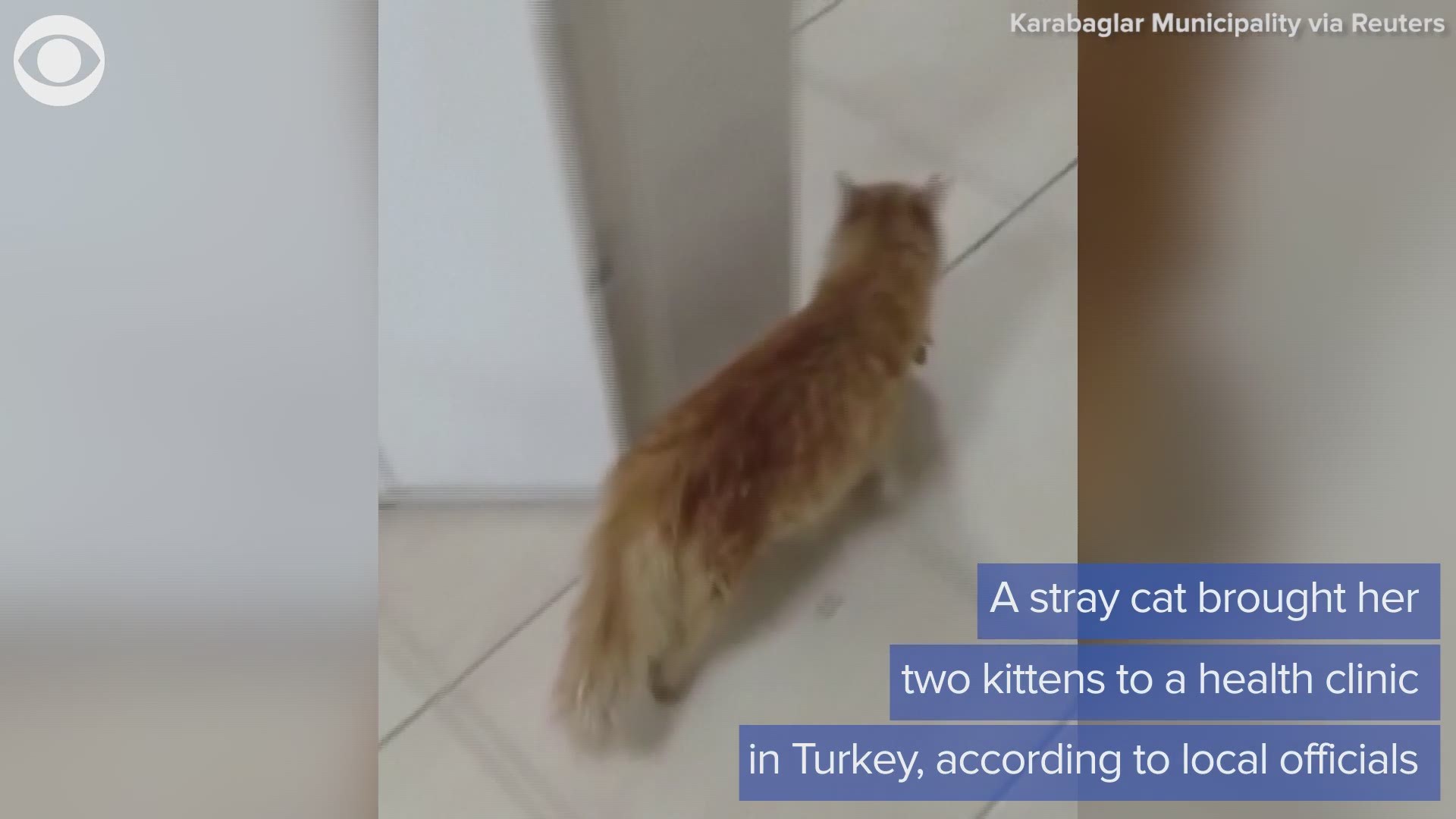 A mama cat brought her sick kittens to the doctor in Turkey all by herself. Take a look at how doctors were able to help them.