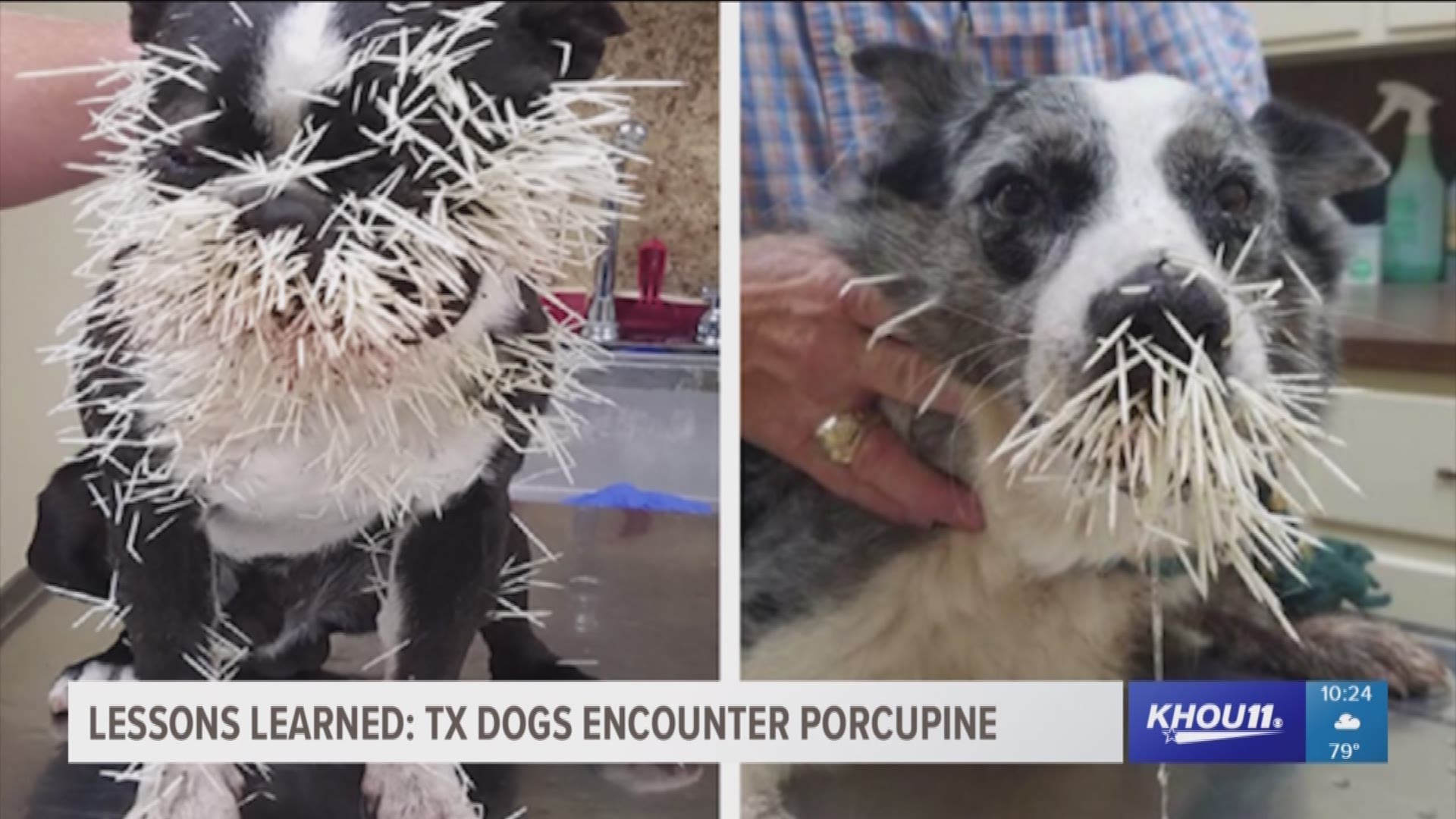 Two dogs are recovering after getting a face-full of quills during an encounter with a porcupine.