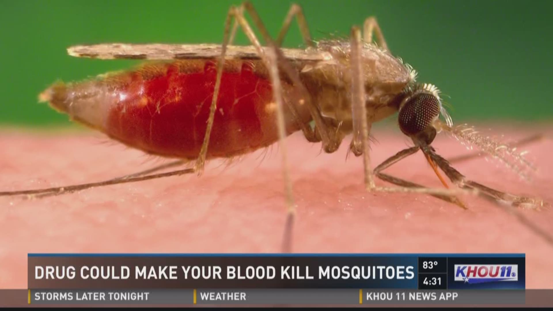 A drug that?s been around for decades, scientists are learning could quite possibly be a game changer when it comes to fighting mosquitoes. 