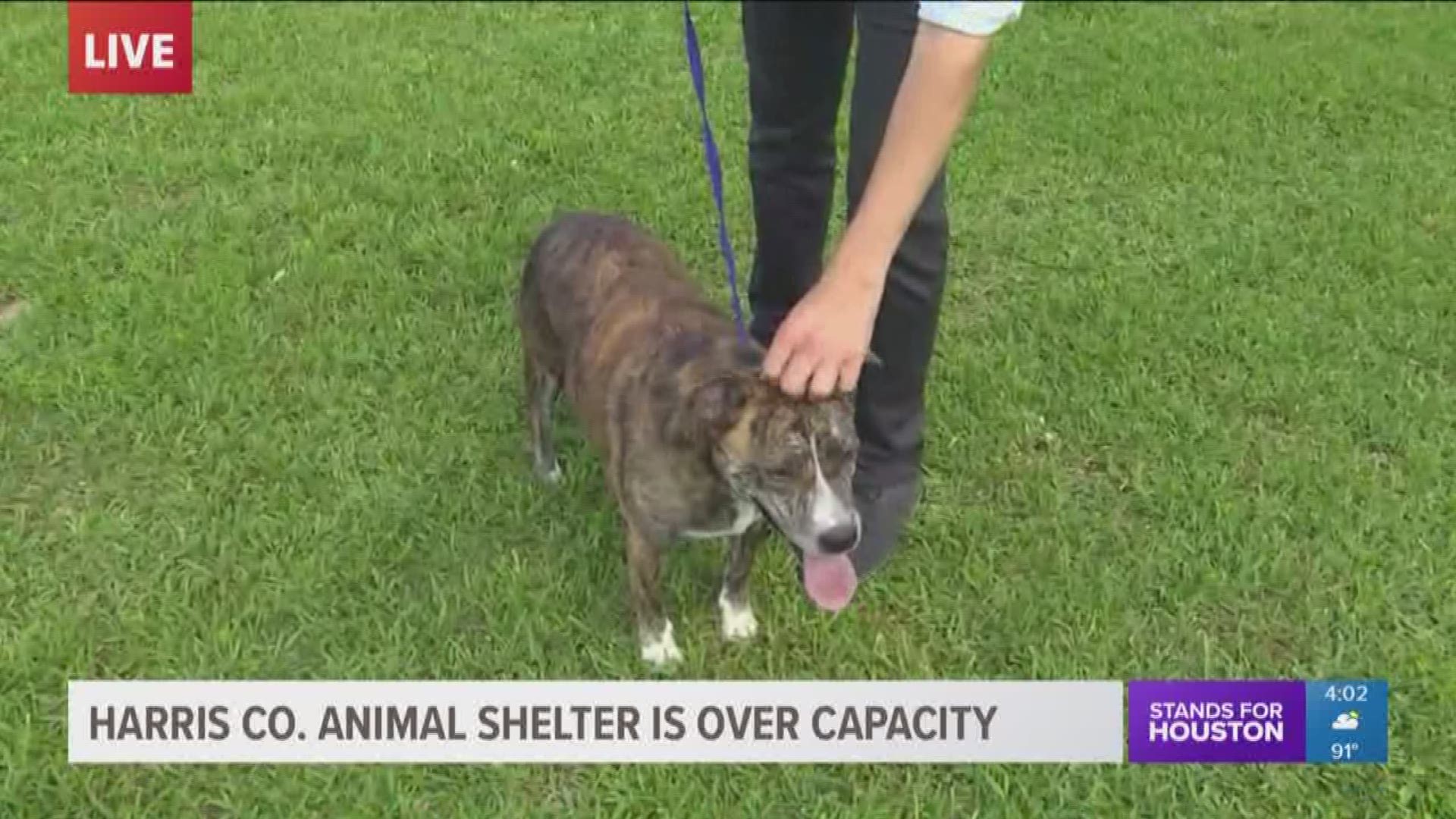 The Harris County Animal Shelter took in over 200 animals during the Memorial Day weekend and volunteers say they are well over capacity to house the animals. 