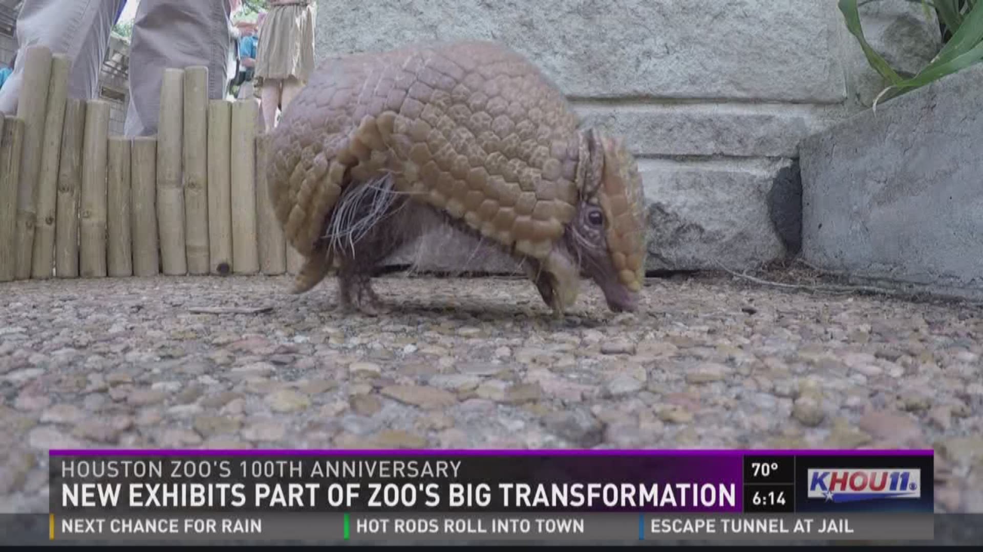 The Houston Zoo is getting an early jump on planning for their 100th birthday.