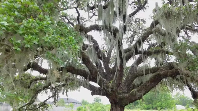 Moment of Zen: Houston's Kissing Tree
