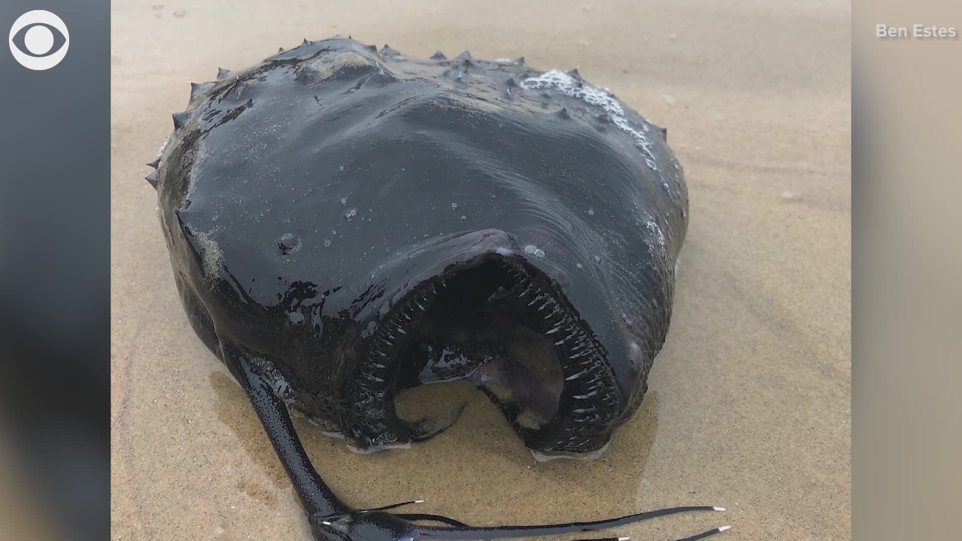 A Pacific Football Fish was found washed ashore in Crystal Cove State Park's Marine Protected Area in California on Friday (5/7).