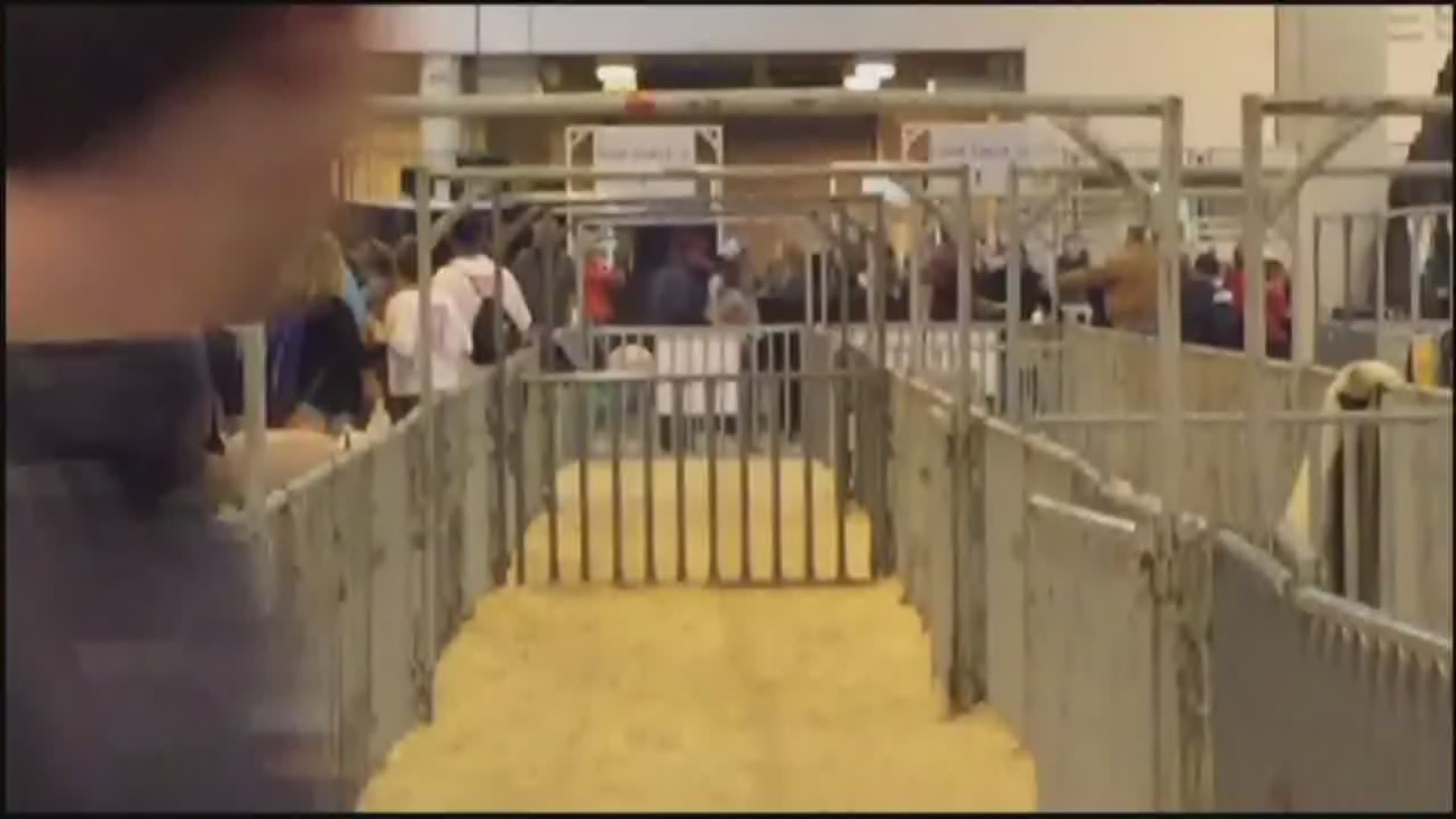 Houston Rodeo Riot New video shows chaos following shooting scare at RodeoHouston | khou.com