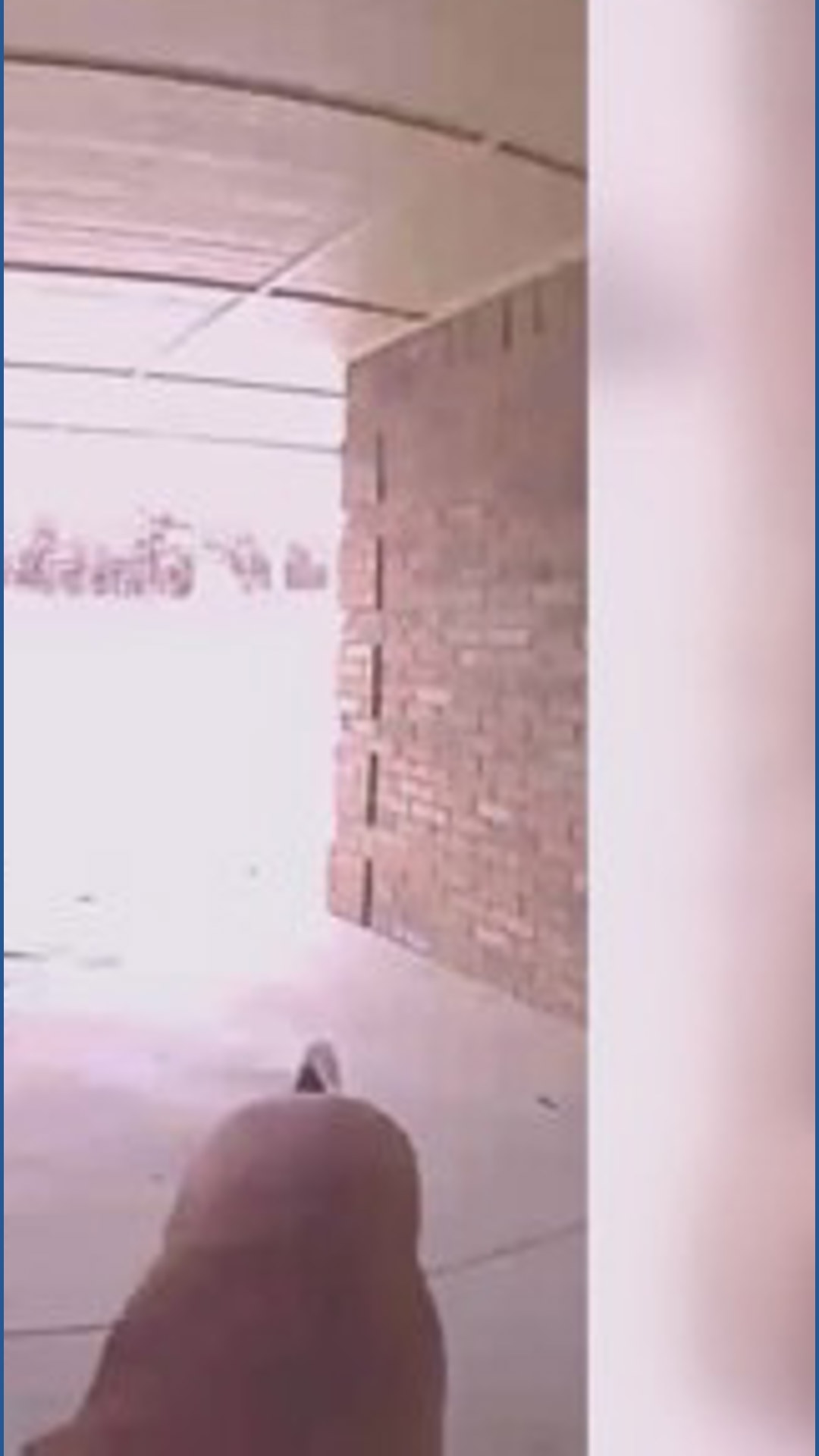 Door cam catches dogs stealing package in porch pirate twist | khou.com