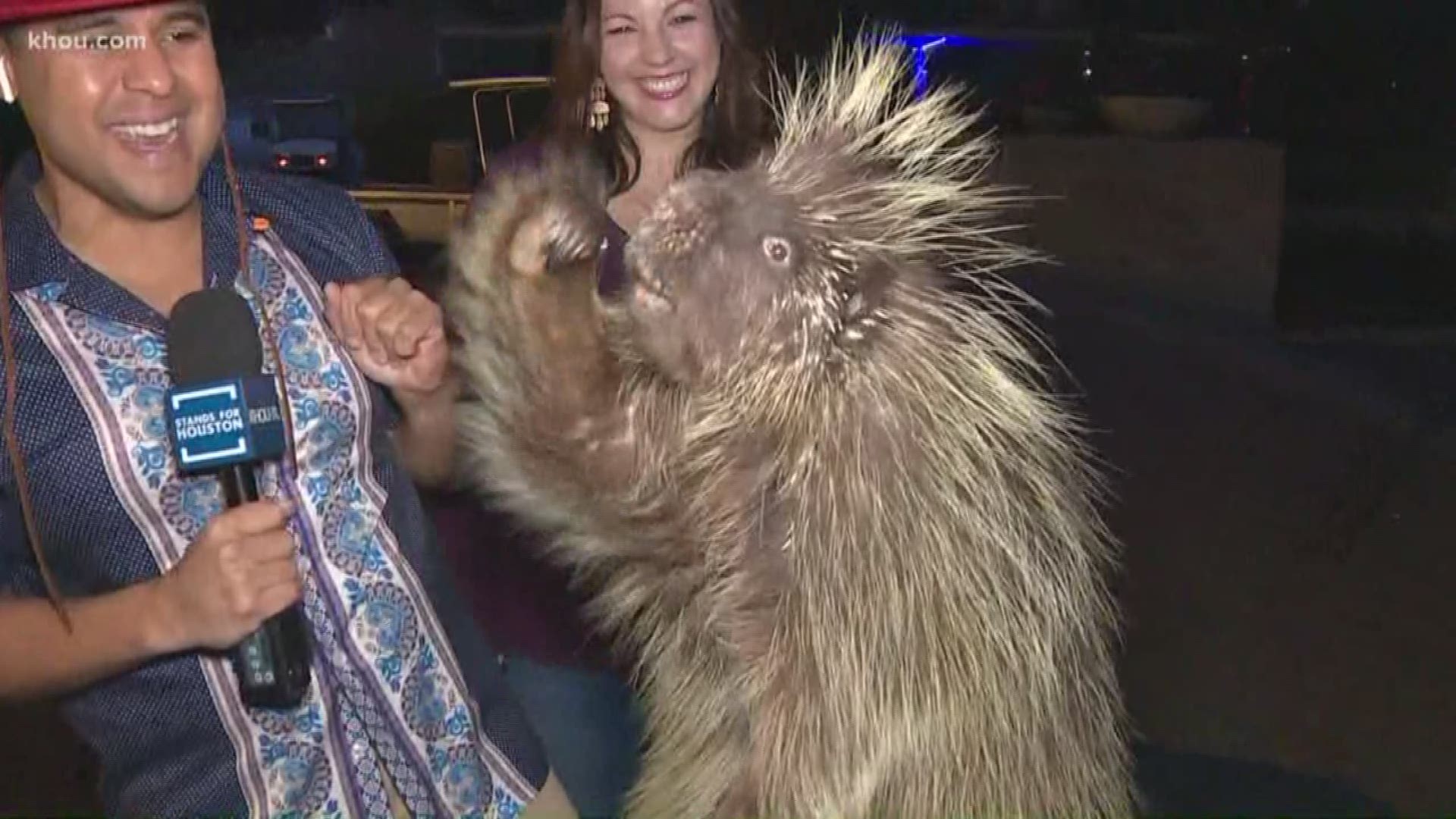This porcupine has skills when it comes to greeting visitors coming to the Houston Zoo for Zoo Lights.