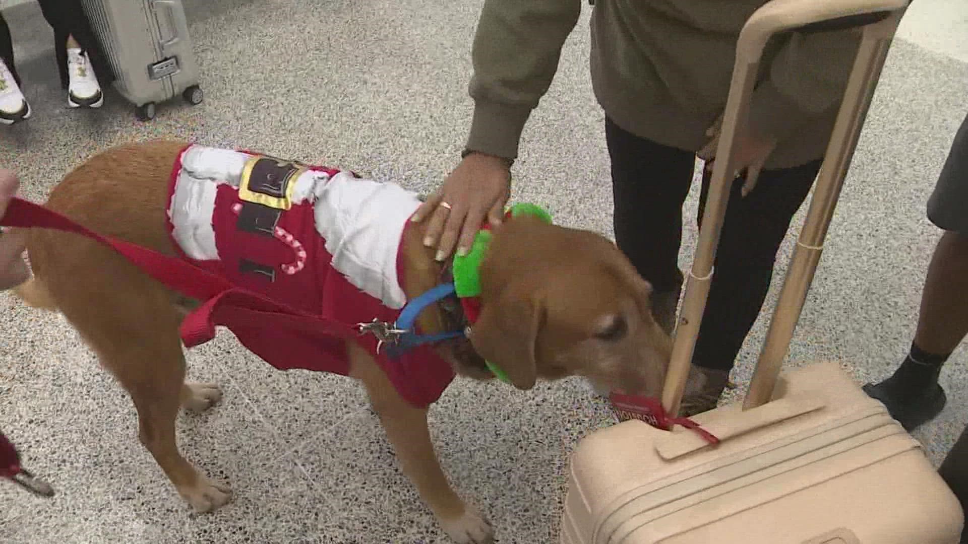 As thousands of travelers at Bush Intercontinental Airport started their holiday, therapy dogs Shotgun and Clyde were hard at work.