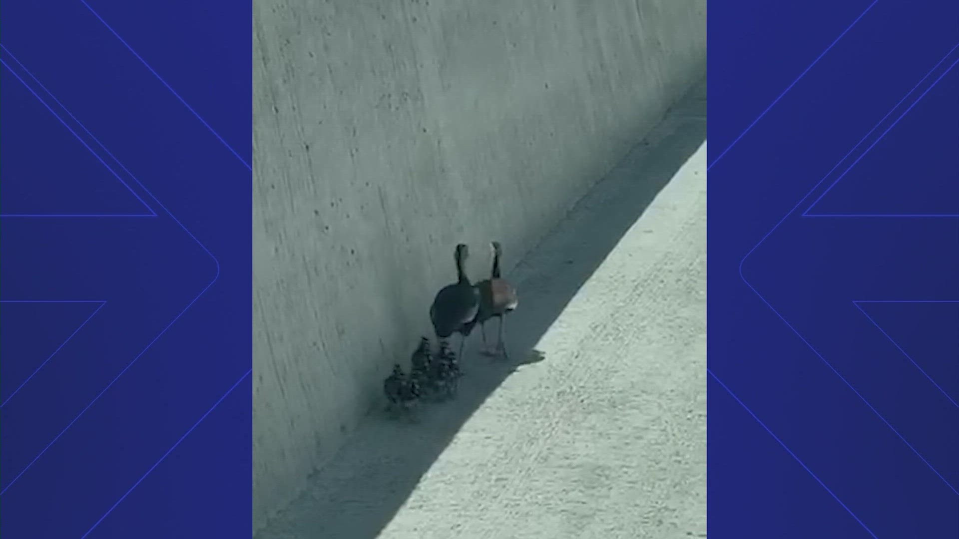 Houston woman comes to rescue of ducks walking on Beltway 8