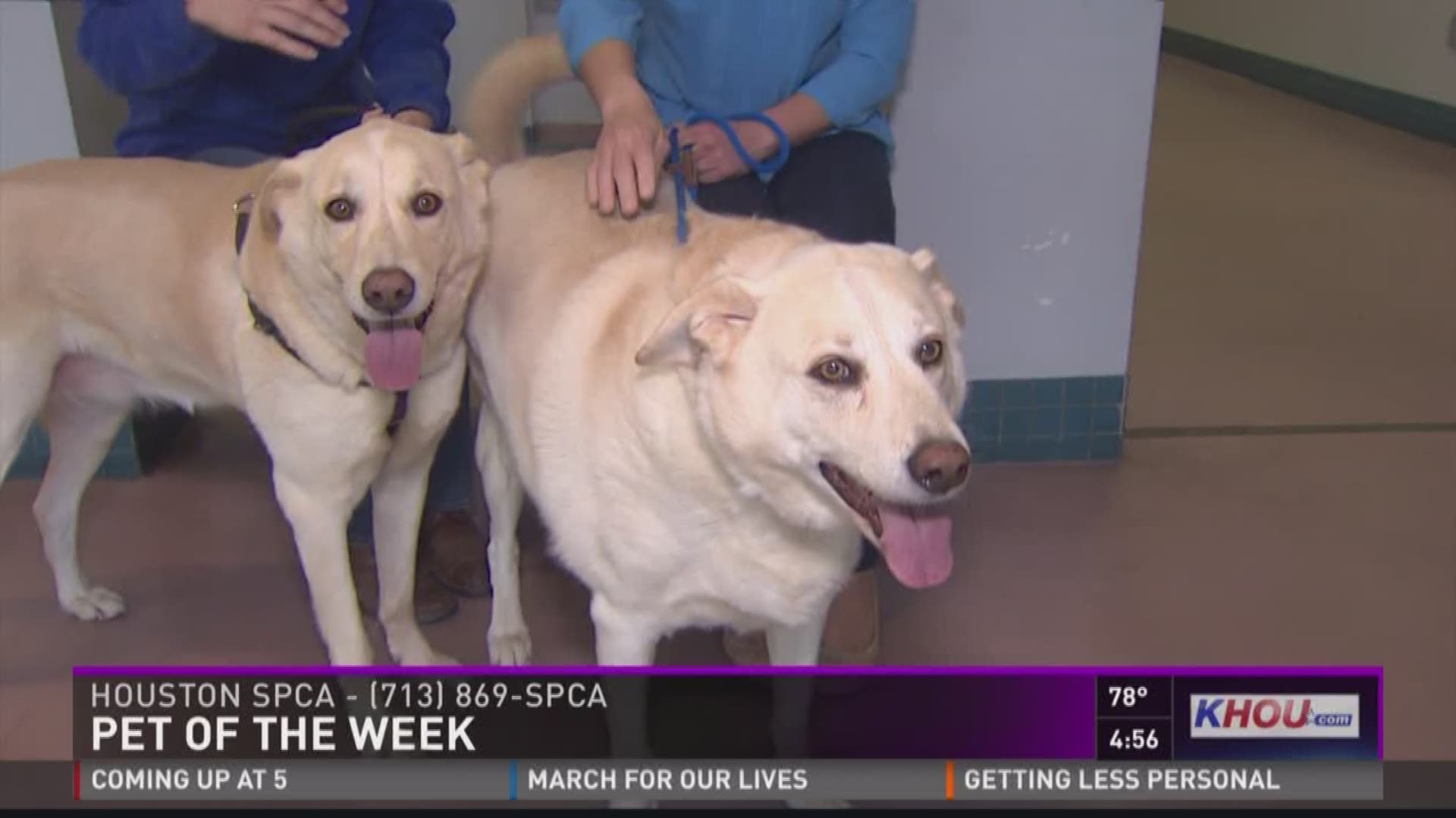 Our Pets of the Week are a couple of 10-year-old sisters named Lily and Daisy. They have been together all their lives and must be adopted together. They love other pets and children. For more information. check HoustonSPCA.org