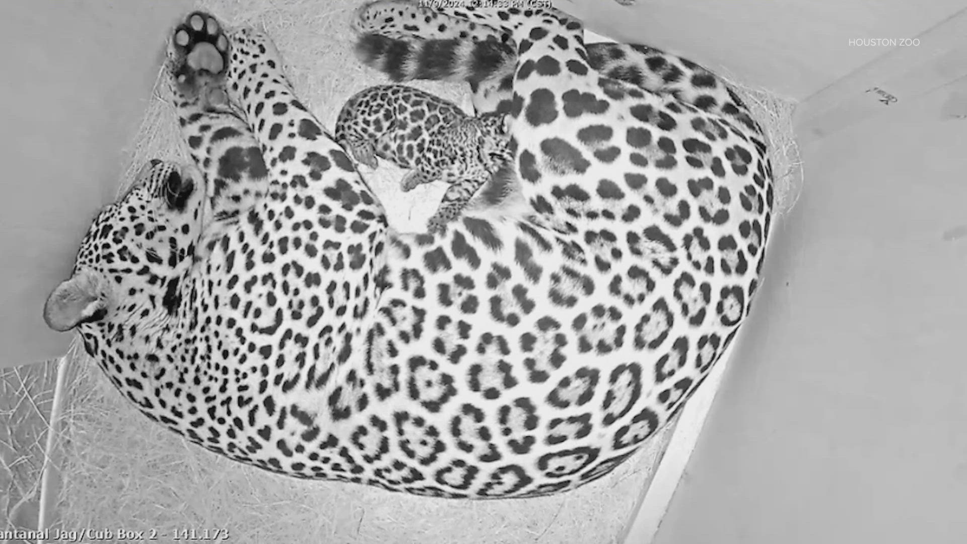 Jaguar gives birth at Houston Zoo | khou.com