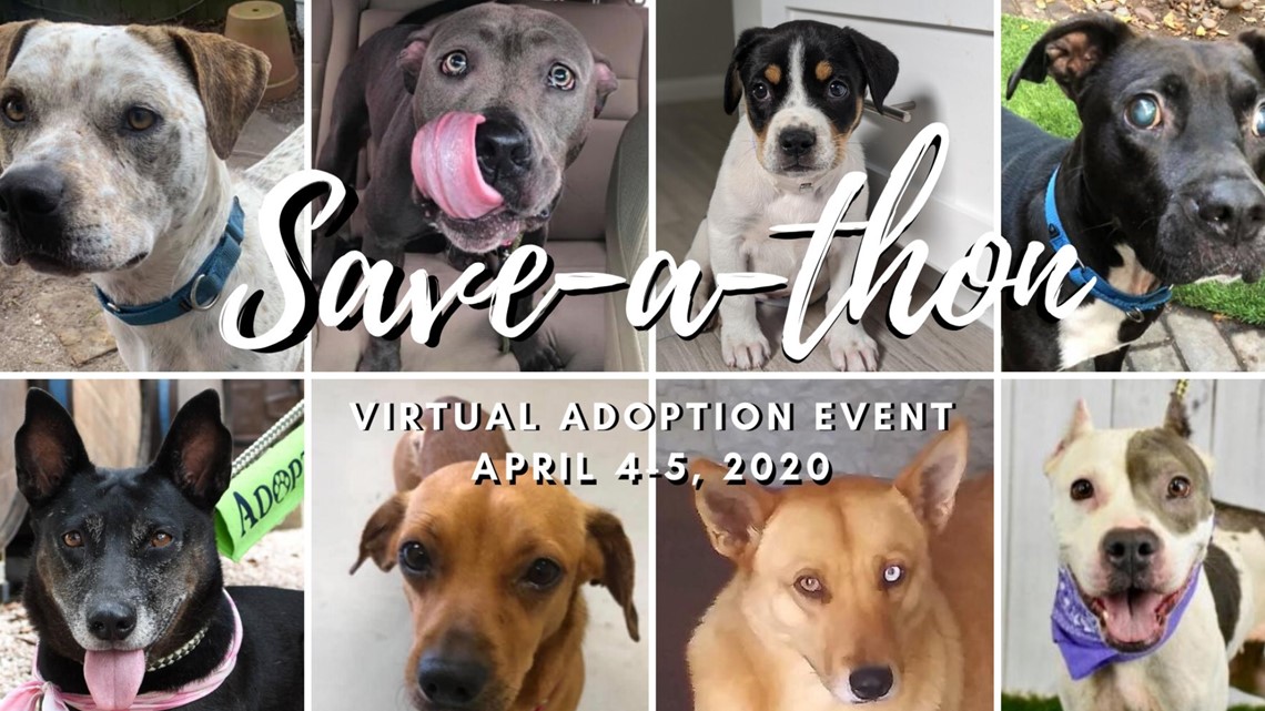 Houston Pets Alive hosting virtual adoption event with drive-thru dog ...