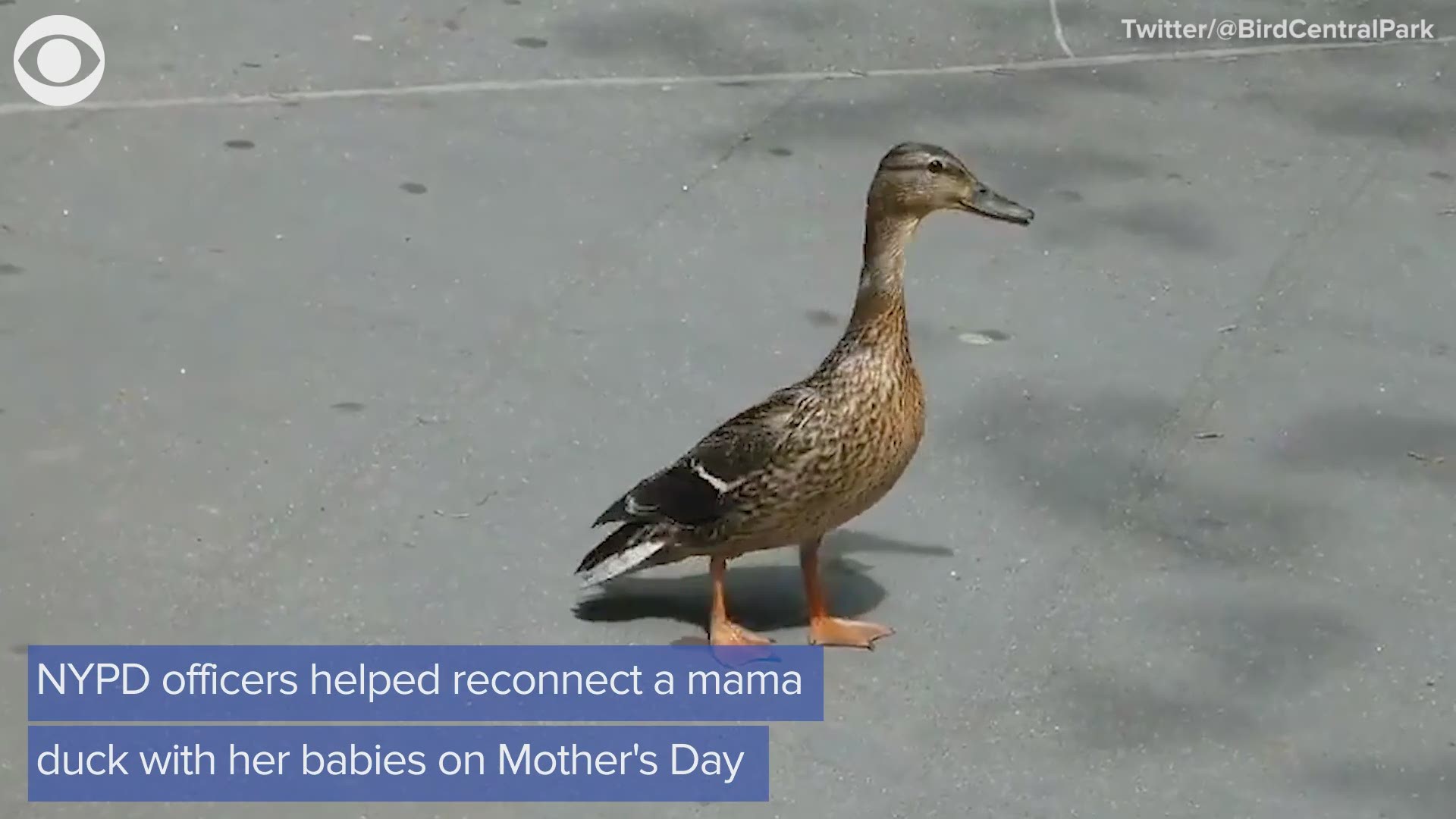 Helper Duck Mother Duck Asks For Help