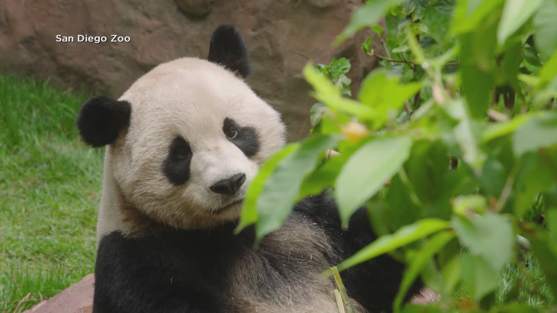 The public will get to see Yun Chuan and Xin Bao for the first time on Thursday, August 8. They're the zoo's first pandas since 2019.