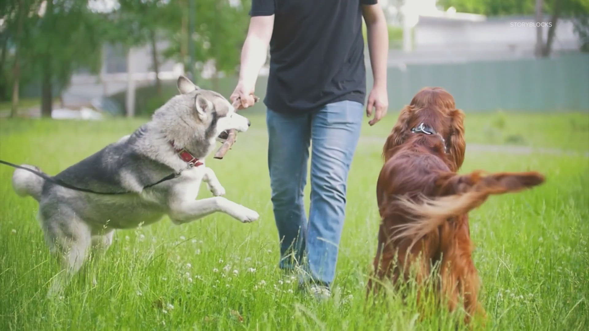 VERIFY No, it's not dangerous to give dogs ice cubes in the heat