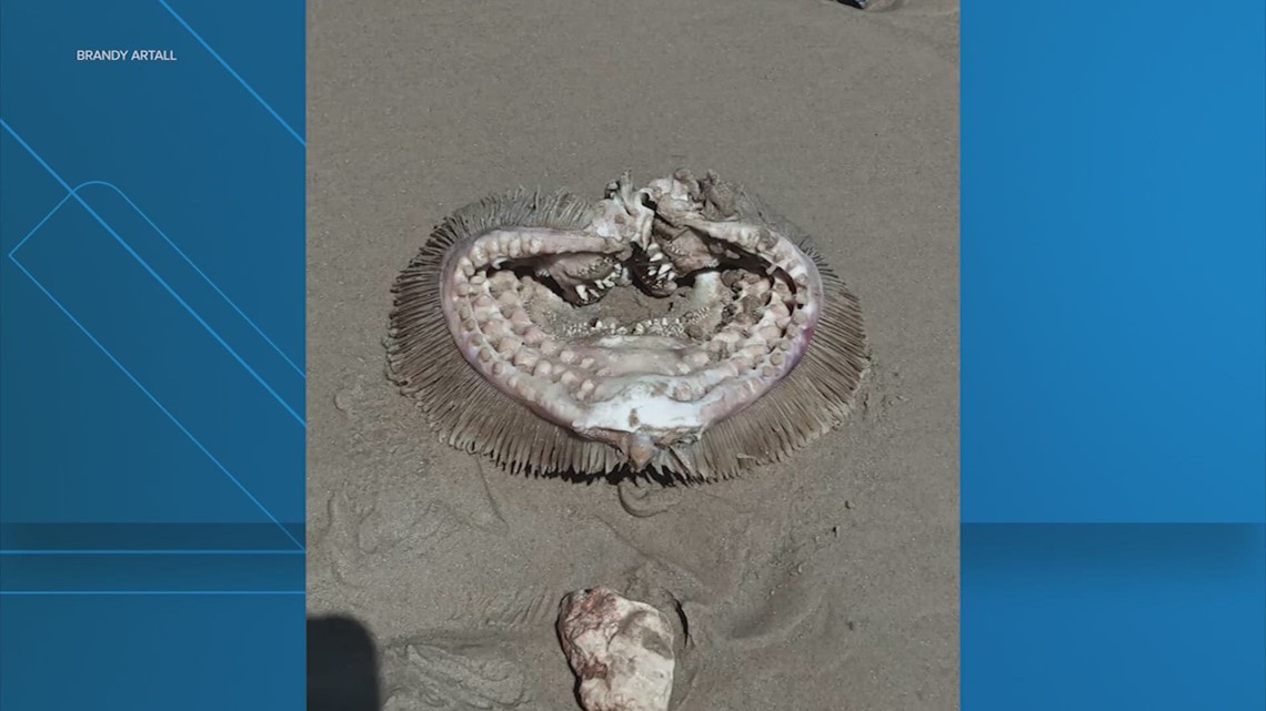 Weird 'sea creature' found on Bolivar beach, near Galveston, identified