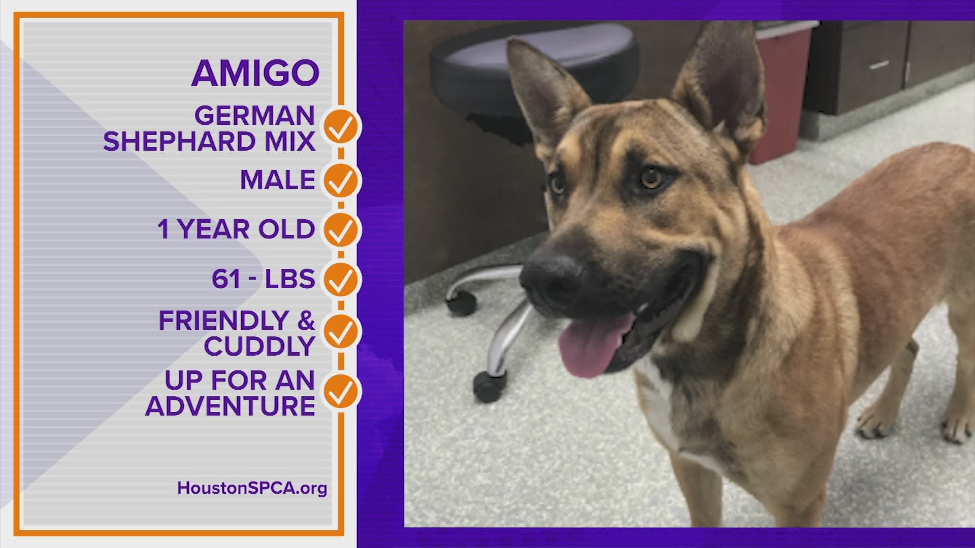 Meet Amigo, a 1-year-old German Shepherd mix available for adoption at the Houston SPCA.