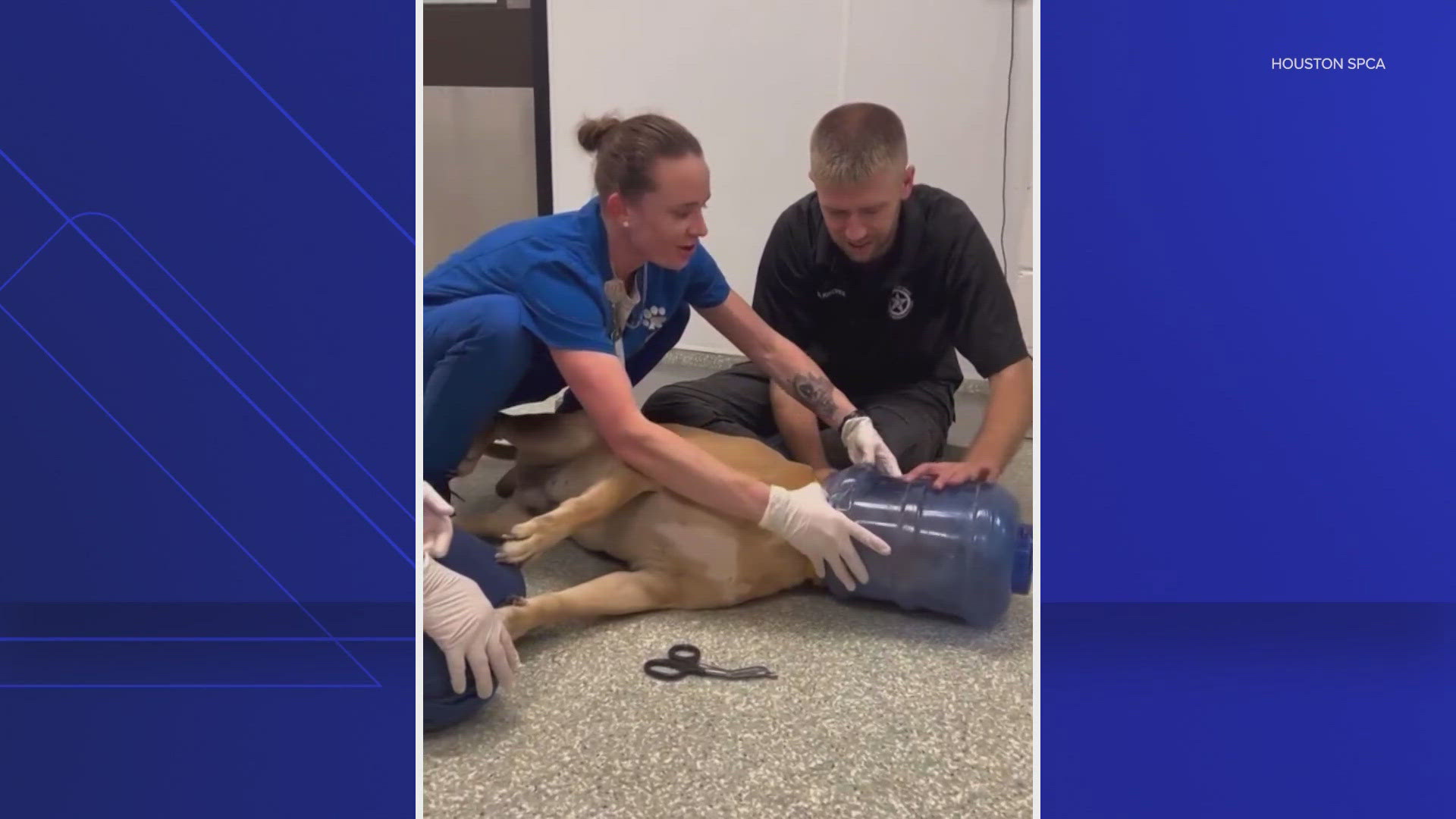 Houston SPCA rescues a dog found in south Houston with a plastic jug stuck on its head, preventing it from eating or drinking.