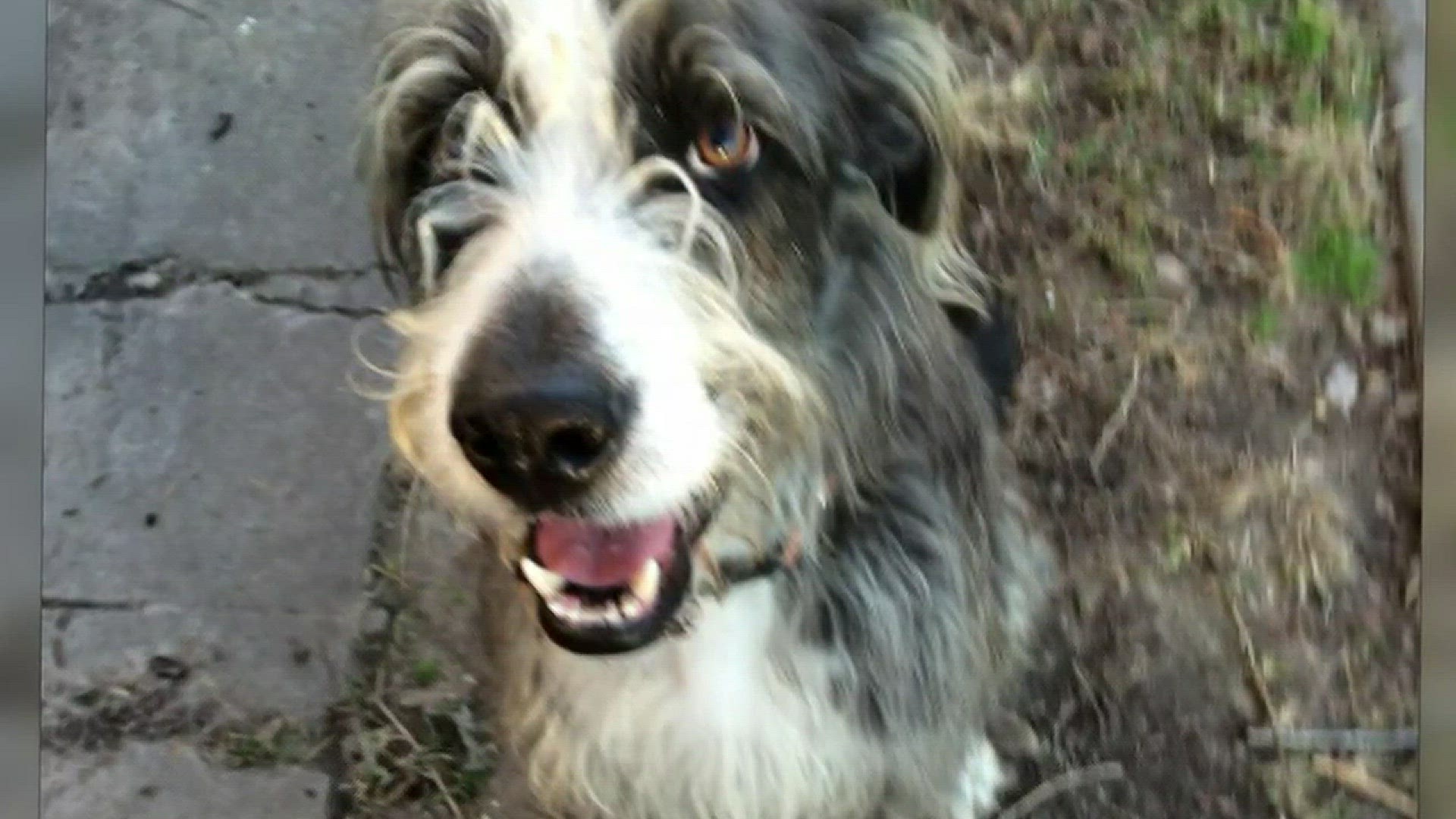 Surveillance video catches moment firefighter's dog shot, killed