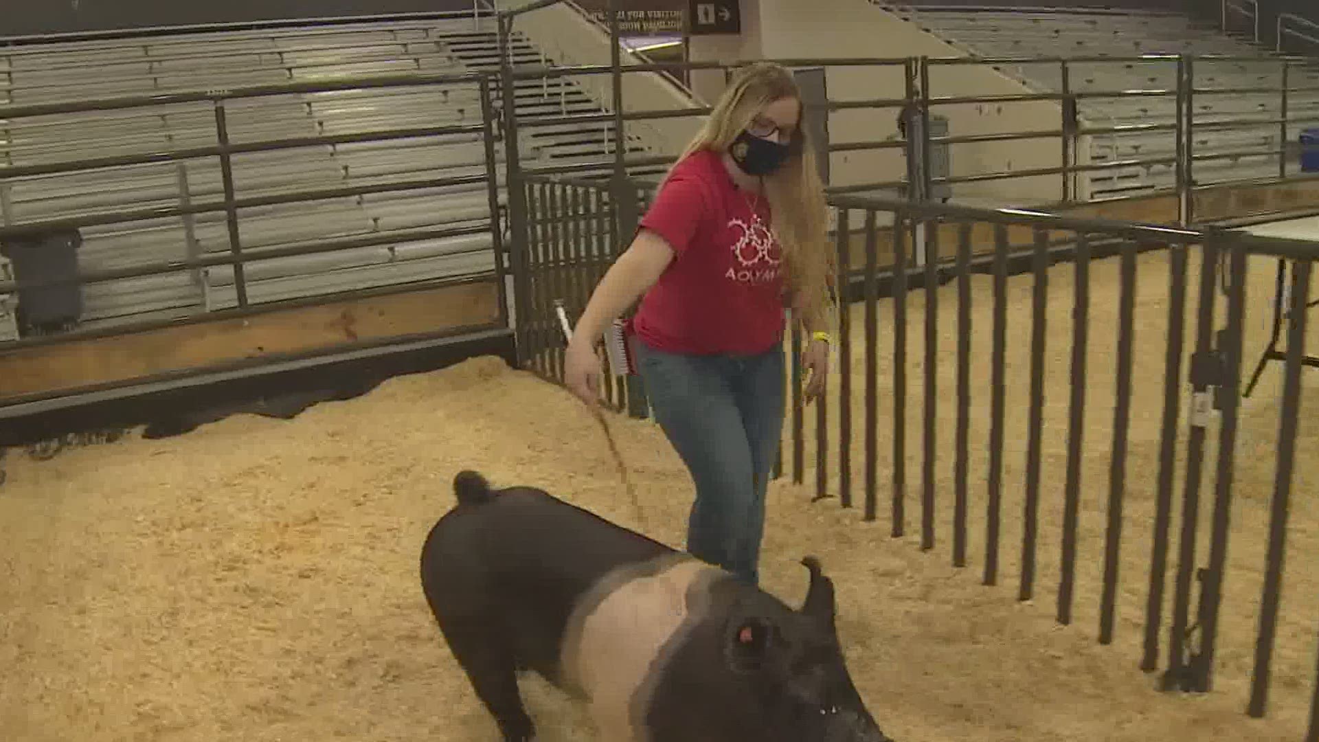 Approximately 500 Katy ISD students are showing off animals raised over the last few months.