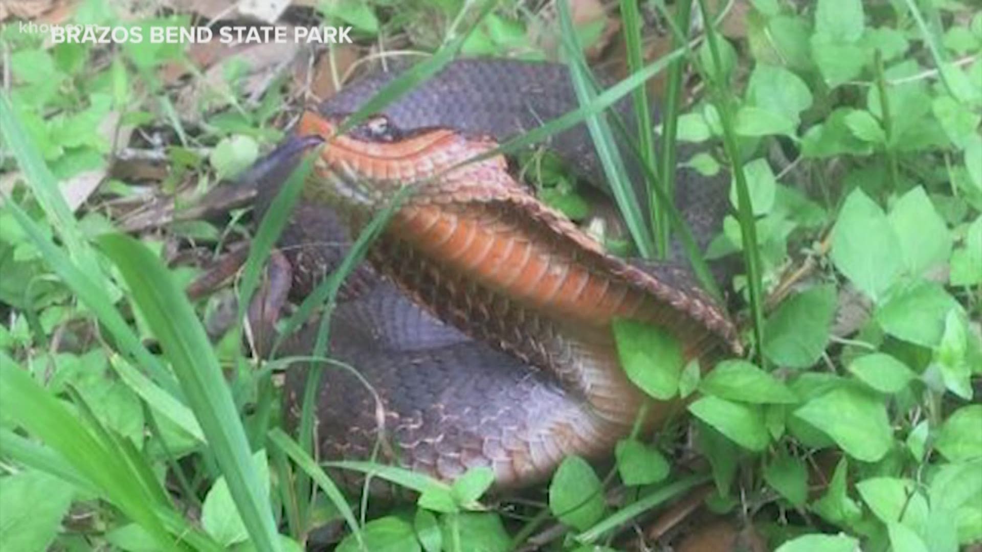 A hog-nose snake was found at Brazos State Park, and good news, it's not venomous.
