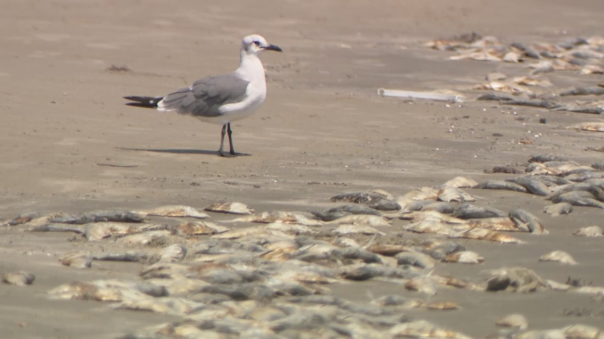 A video from the West End of the island showed dead fish littered across the sand for as far as the eye could see.