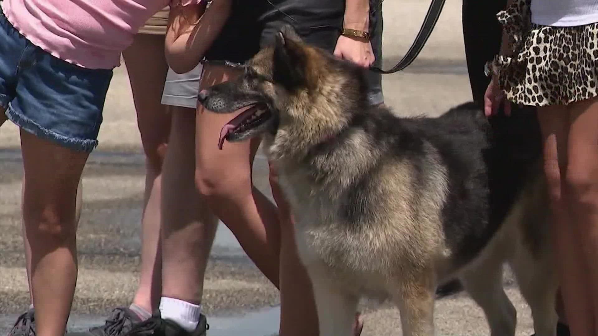 The dog, named Sheba, was found in the city of Borger more than 600 miles away in the Texas panhandle.
