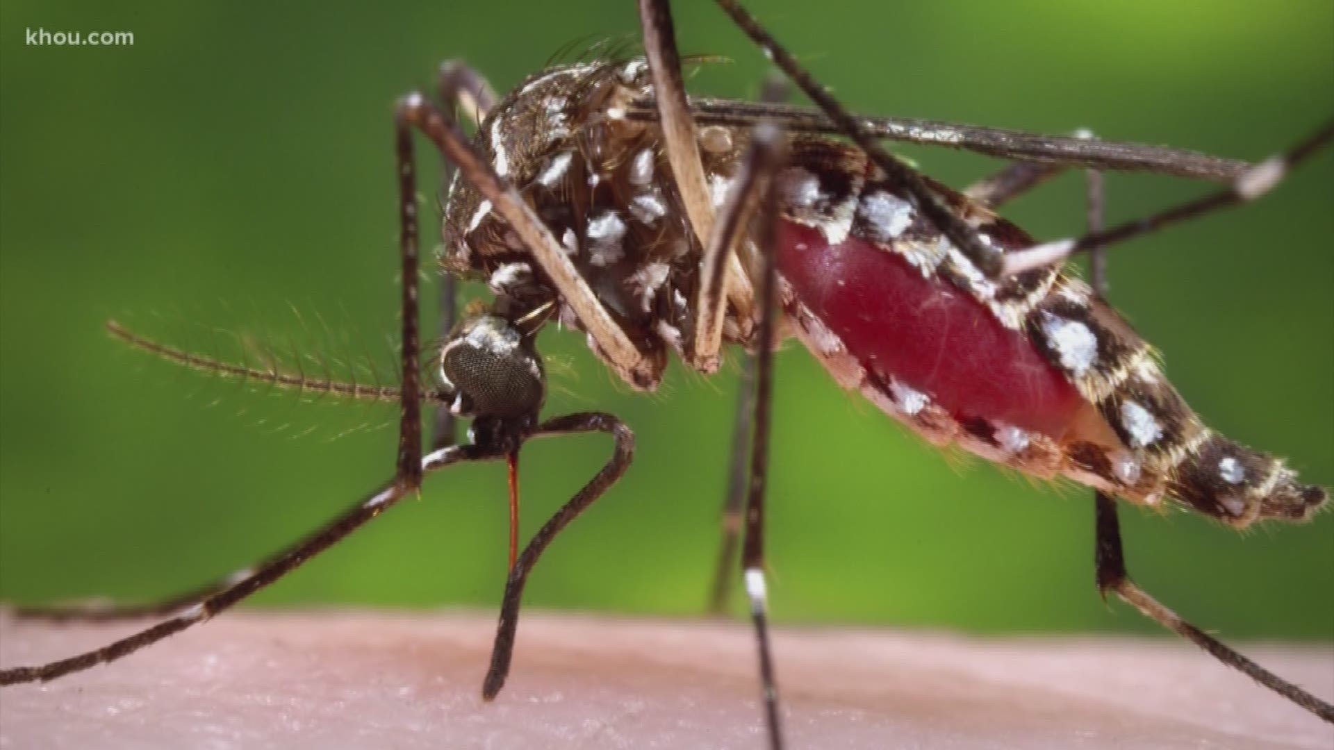 As the weather heats up, the VERIFY team has seen numerous questions about whether mosquitoes could transfer the coronavirus. Our experts say false.
