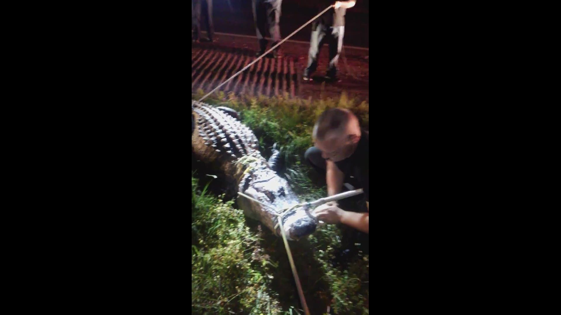 A nearly 12-foot gator held up traffic on US 59 in the Cleveland area overnight.