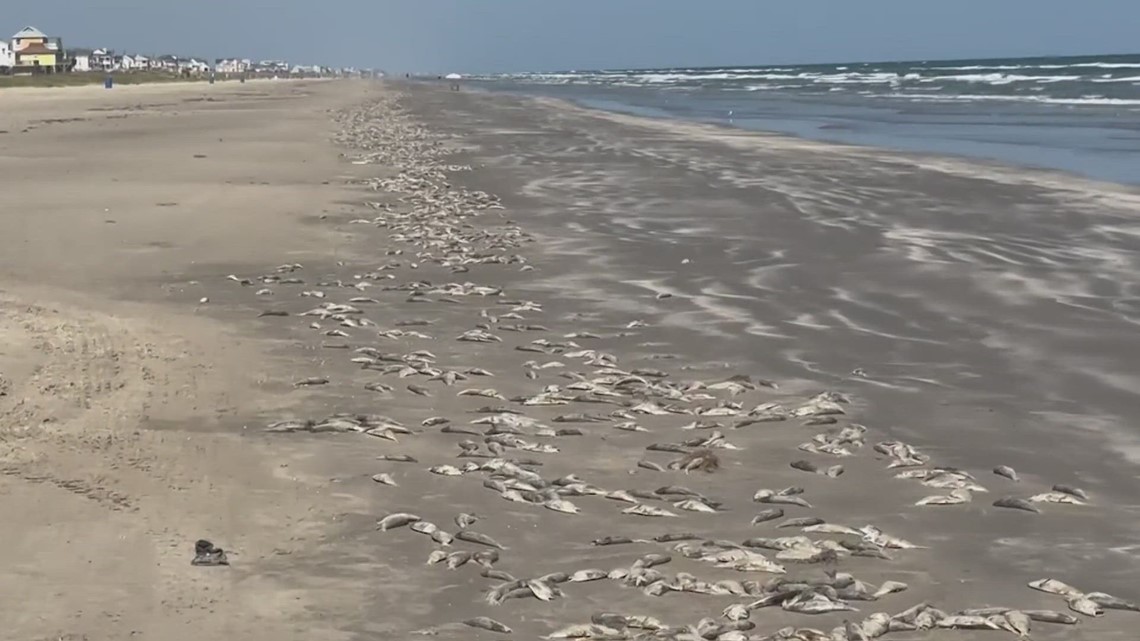 Dead fish washing up on Galveston beaches