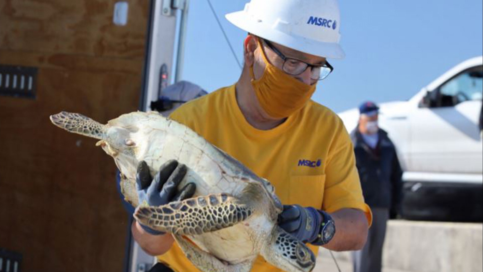 Rescued sea turtles released back into Gulf of Mexico | khou.com