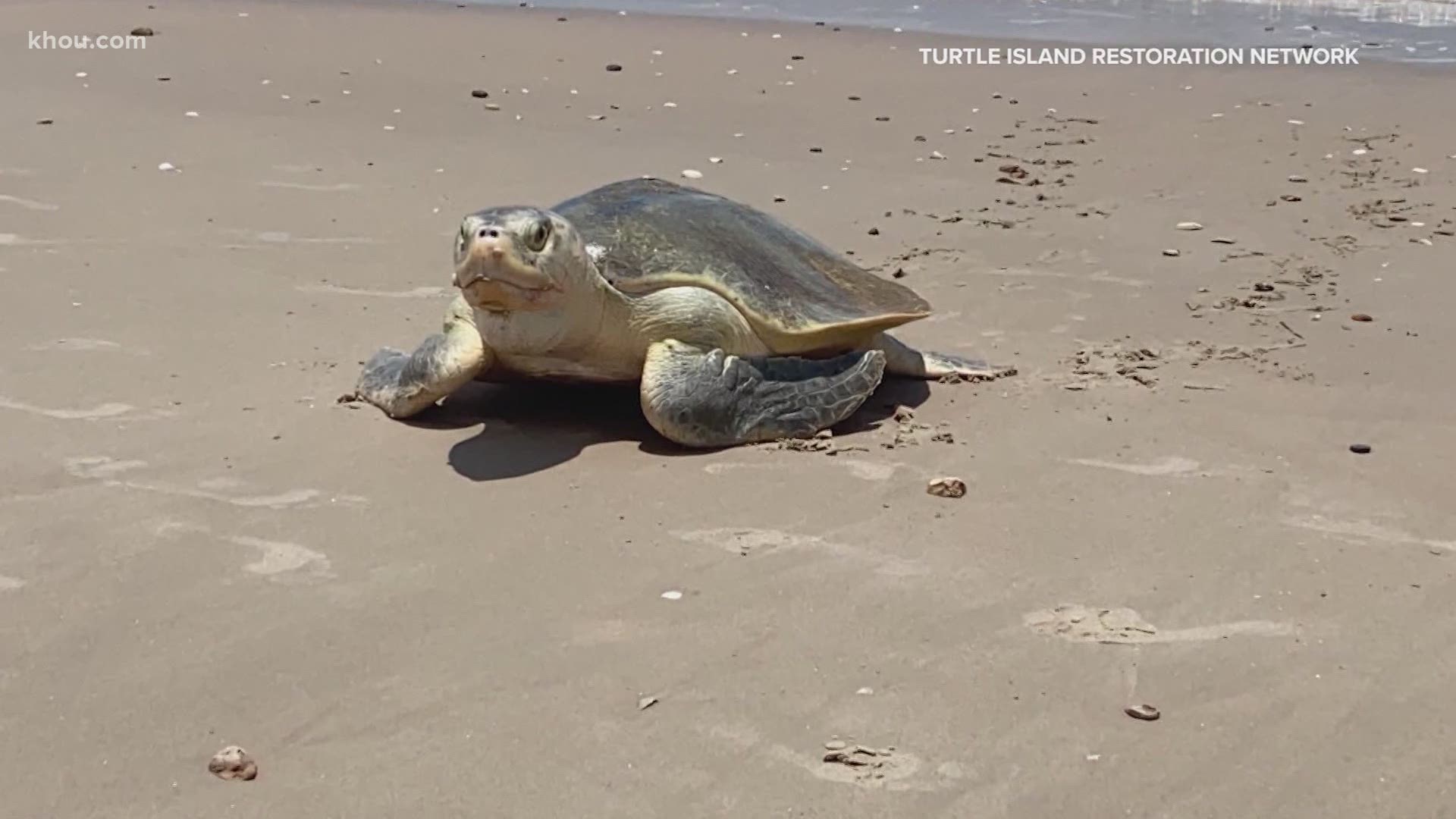 Conservationists with the Turtle Island Restoration Network want to remind beachgoers to leave these turtles alone if you happen to spot one.