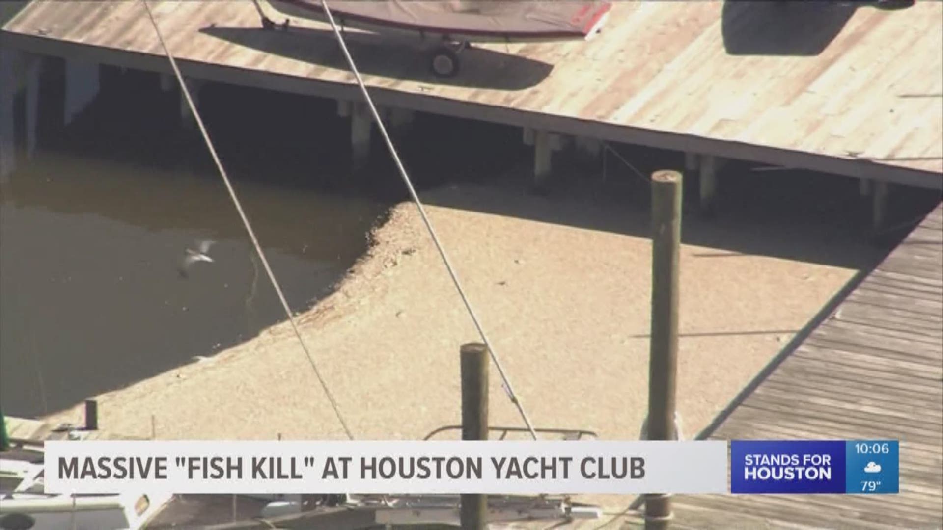 Millions of tiny fish have wound up dead at Houston Yacht Club. Experts say the heat is depleting nutrients and oxygen the fish need, so they're dying.