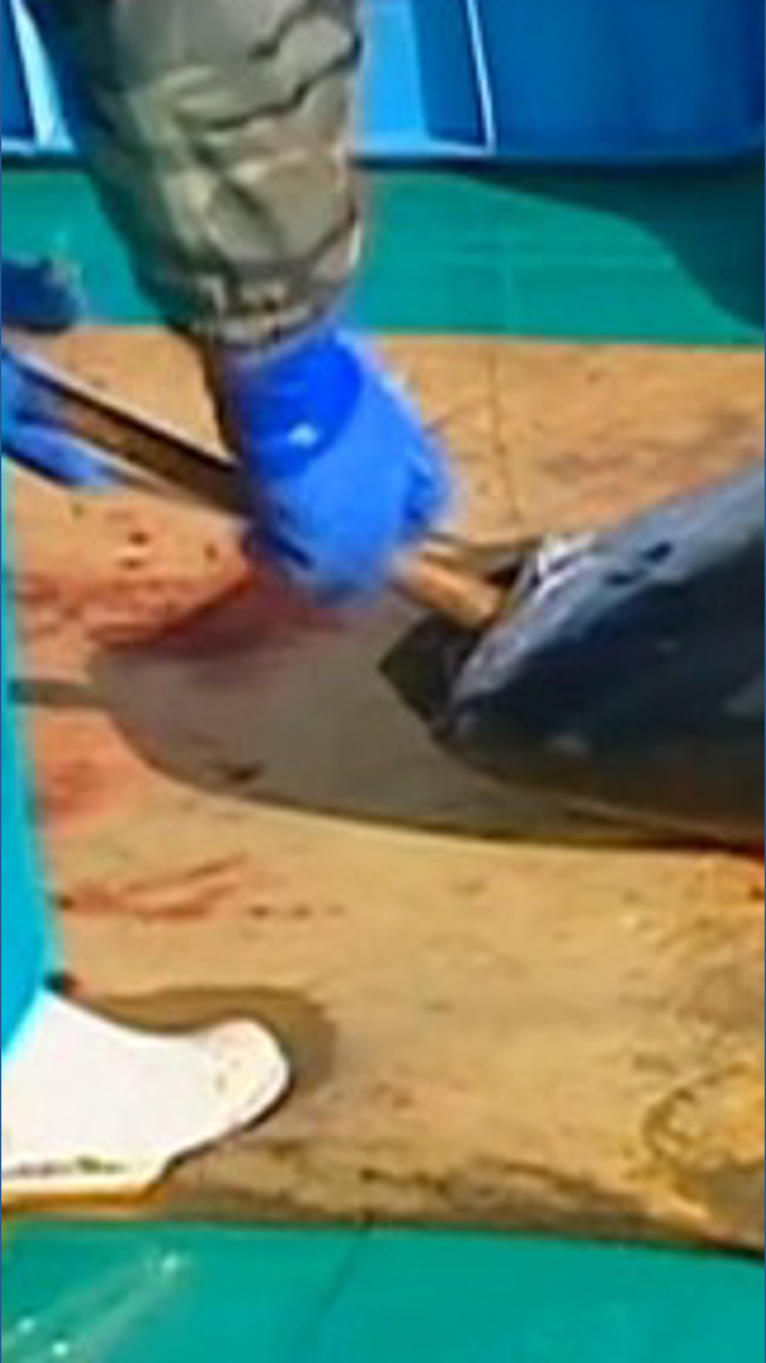 Khou Weather New federal law targets seafood fraud. Here's what changes | khou.com