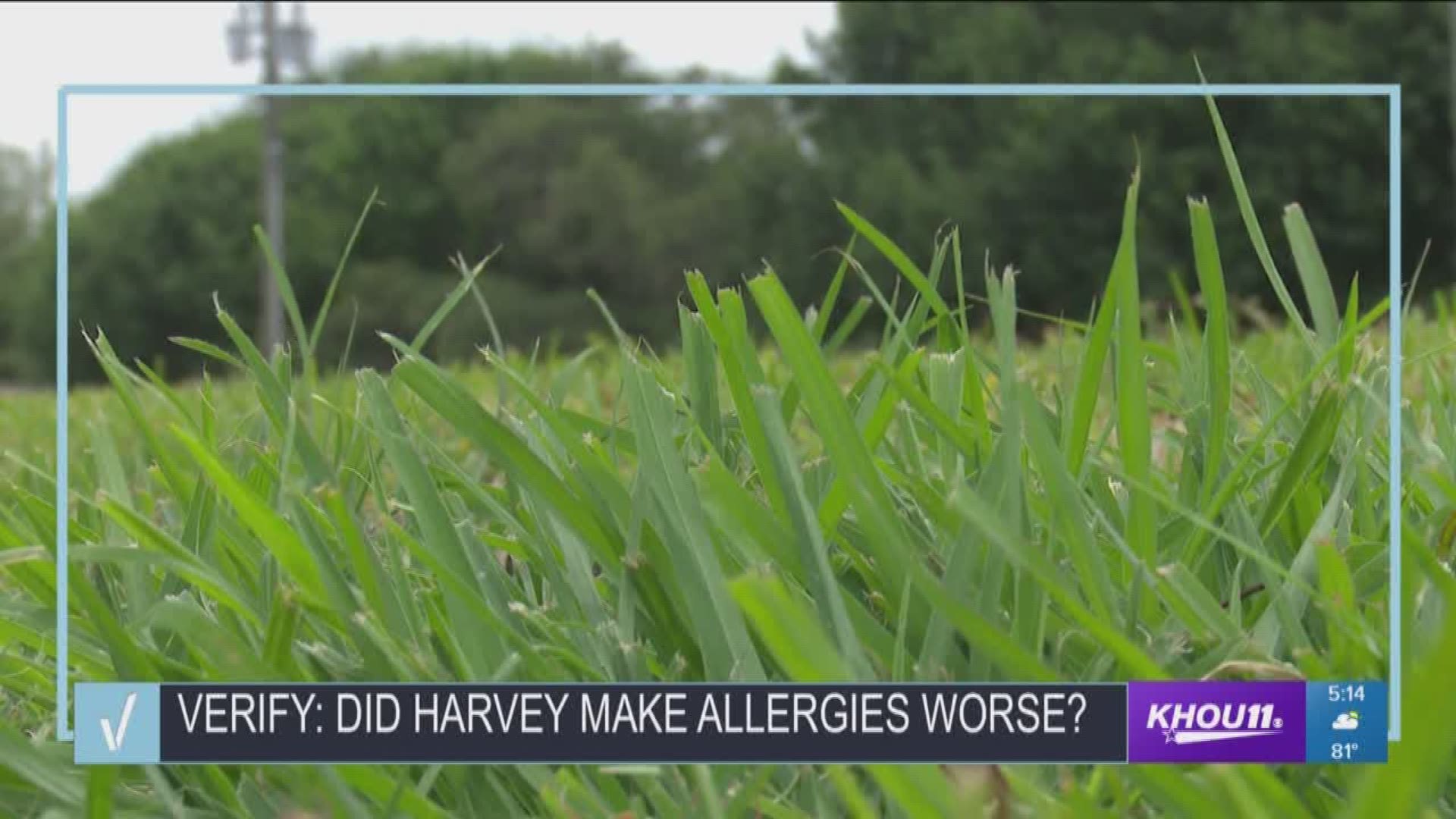 Allergy symptoms are affecting everyone, but is this year's much worse following Hurricane Harvey?