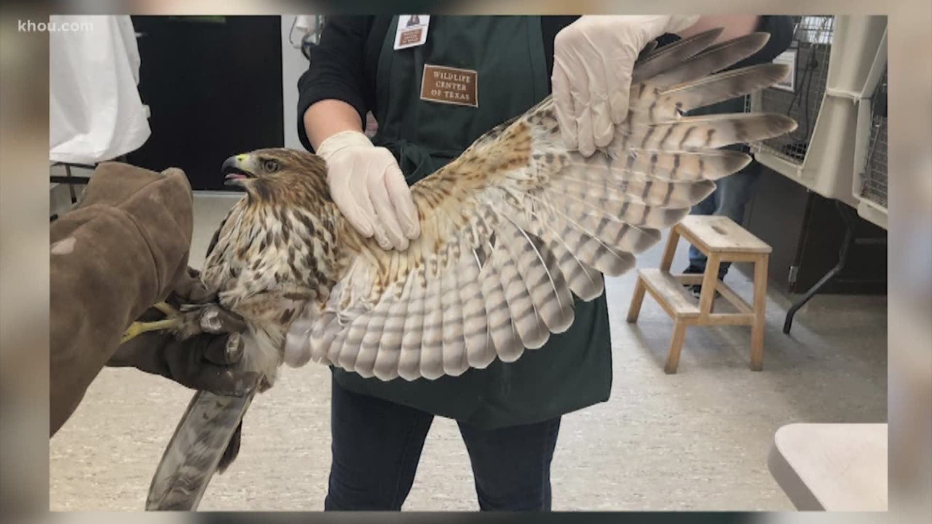 The Houston SPCA was able to help free the bird.