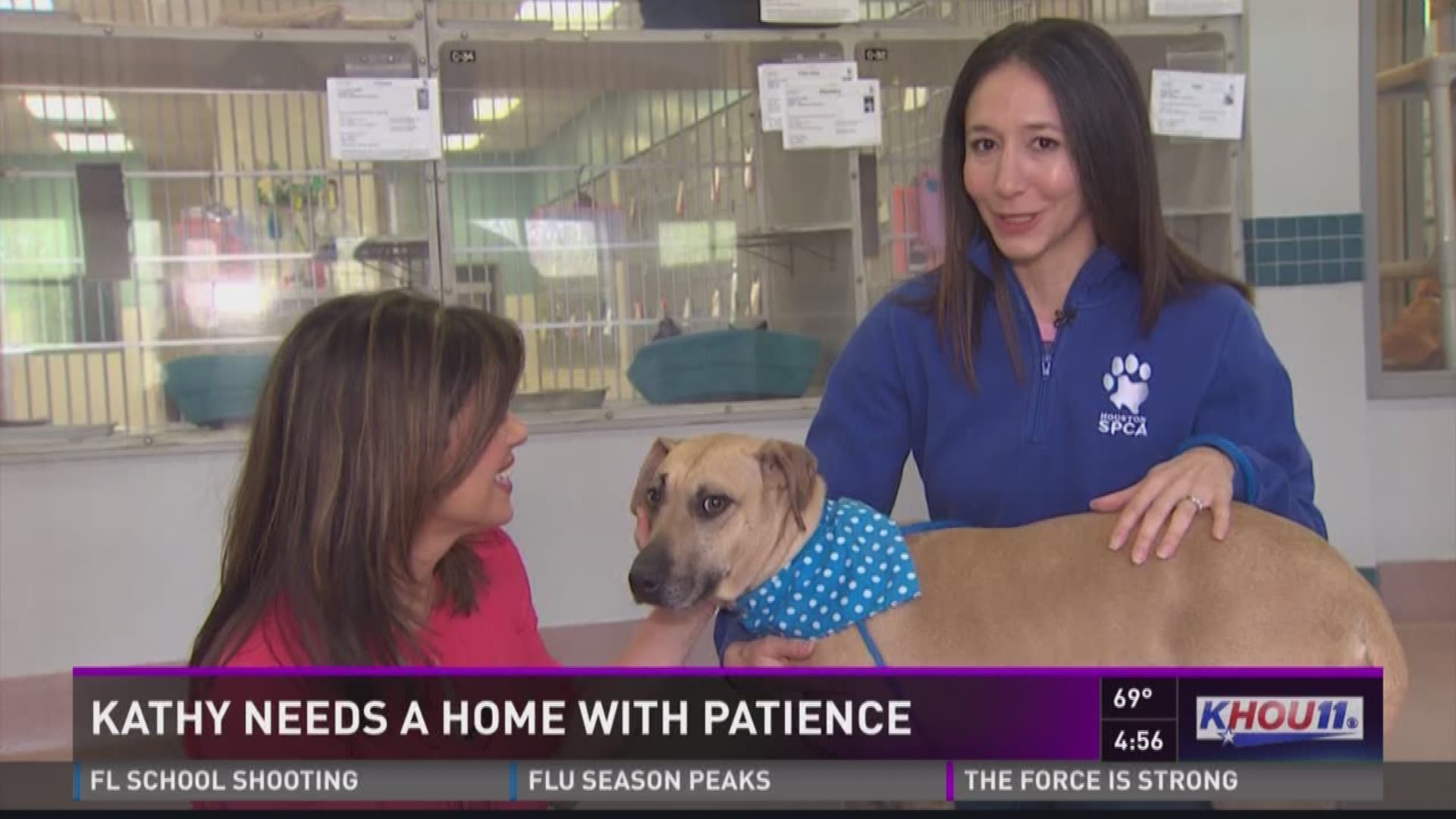 Kathy needs a home with patience, and she is available for adoption at the Houston SPCA.