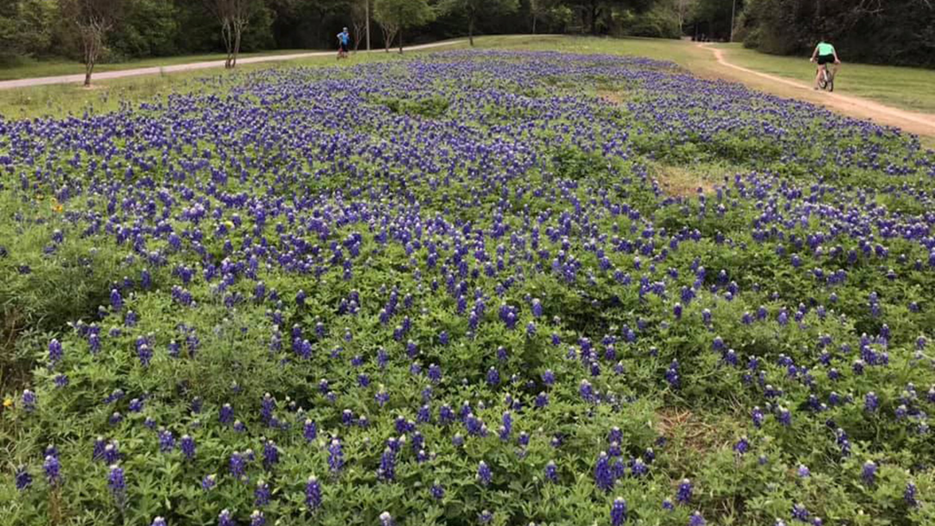 Where are the best places near Houston to see wildflowers?