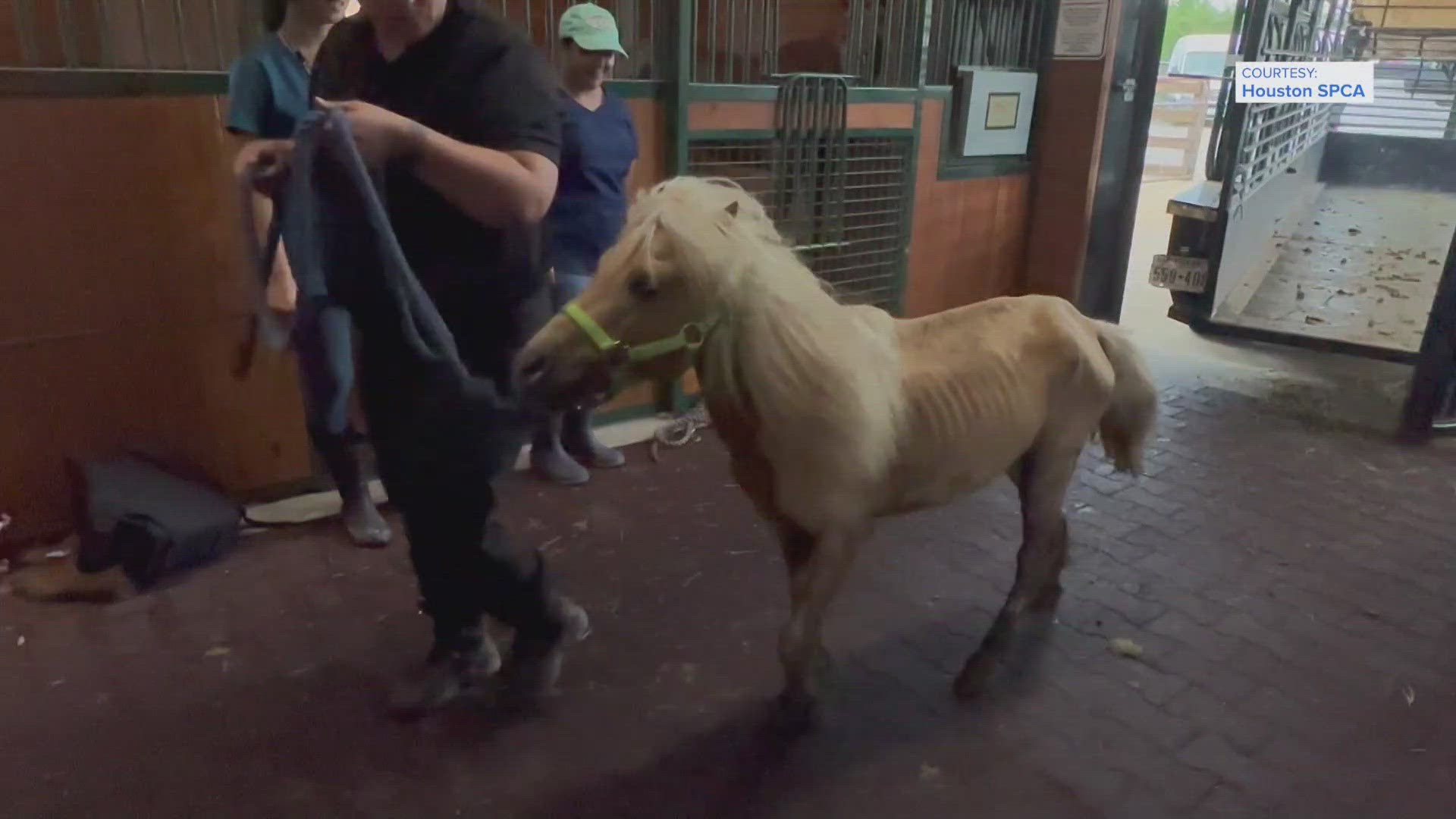 Dozens of neglected animals rescued from Crosby property | khou.com