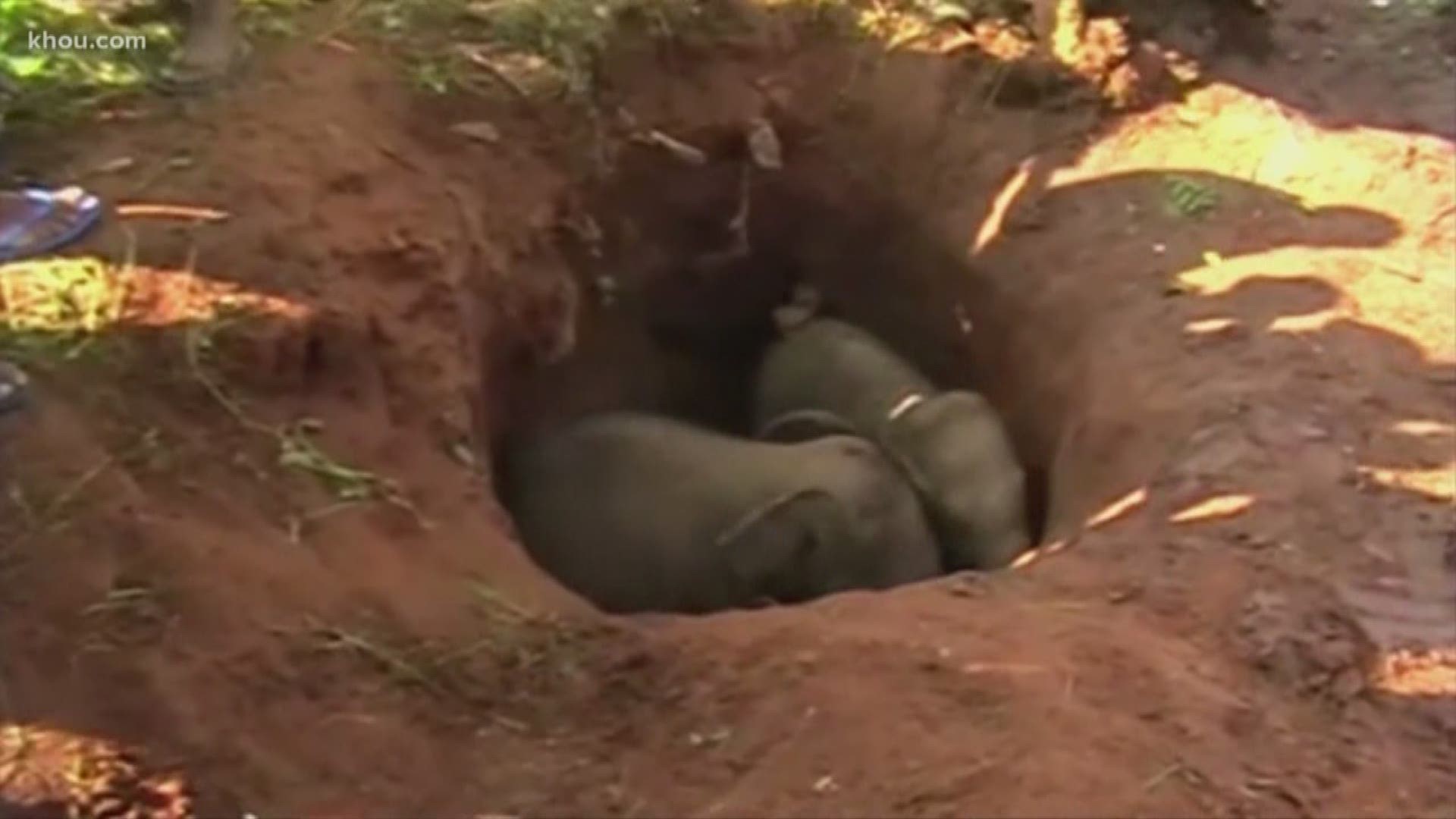 Two baby elephants in Sri Lanka were rescued from a deep muddy hole by wildlife officials. The calves were eventually reunited with their mothers in the jungle.