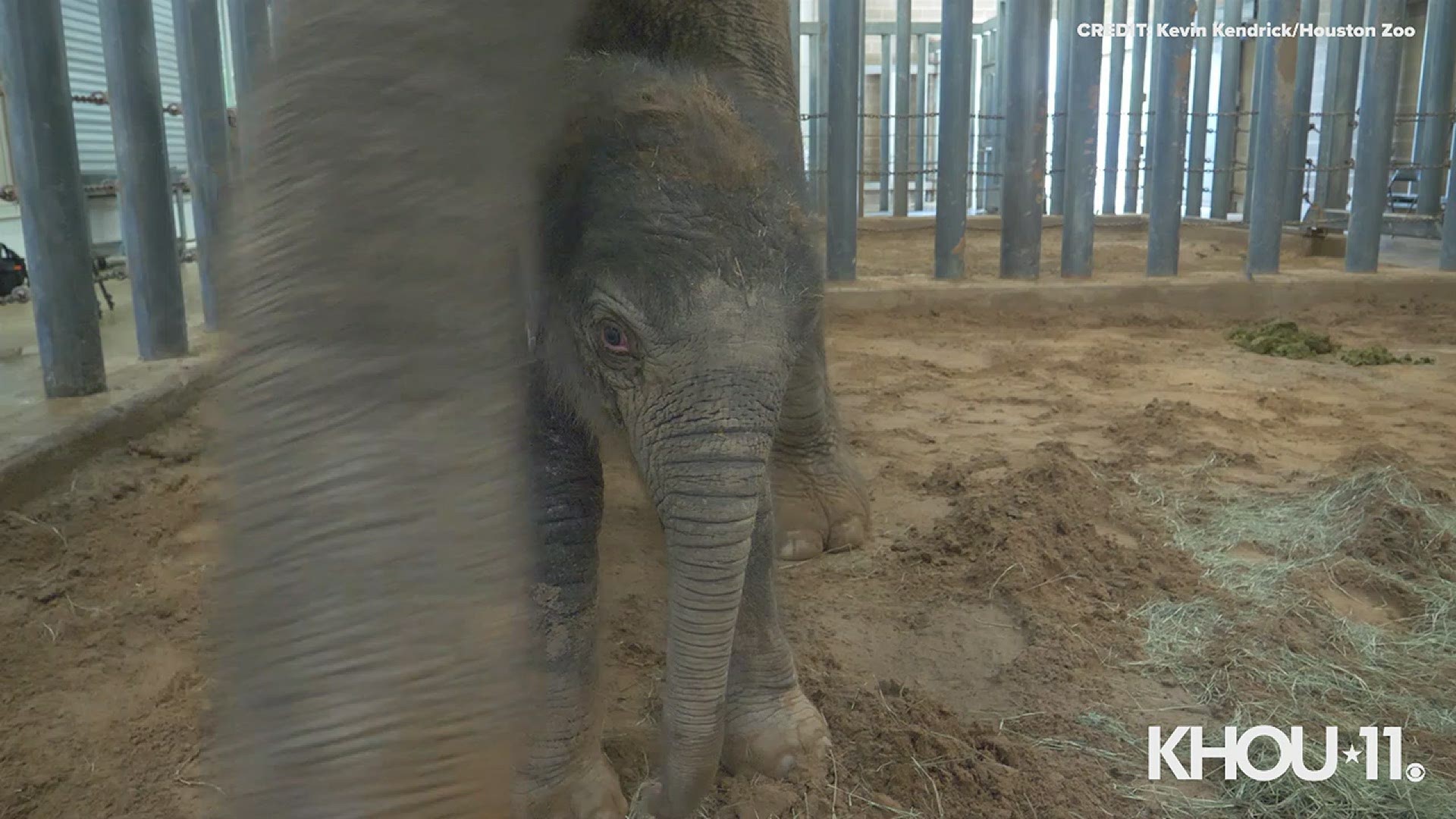 Sunday at 8:04 p.m., 37-year-old Asian elephant Tess gave birth to a 391-pound male, and the calf began to nurse within hours.