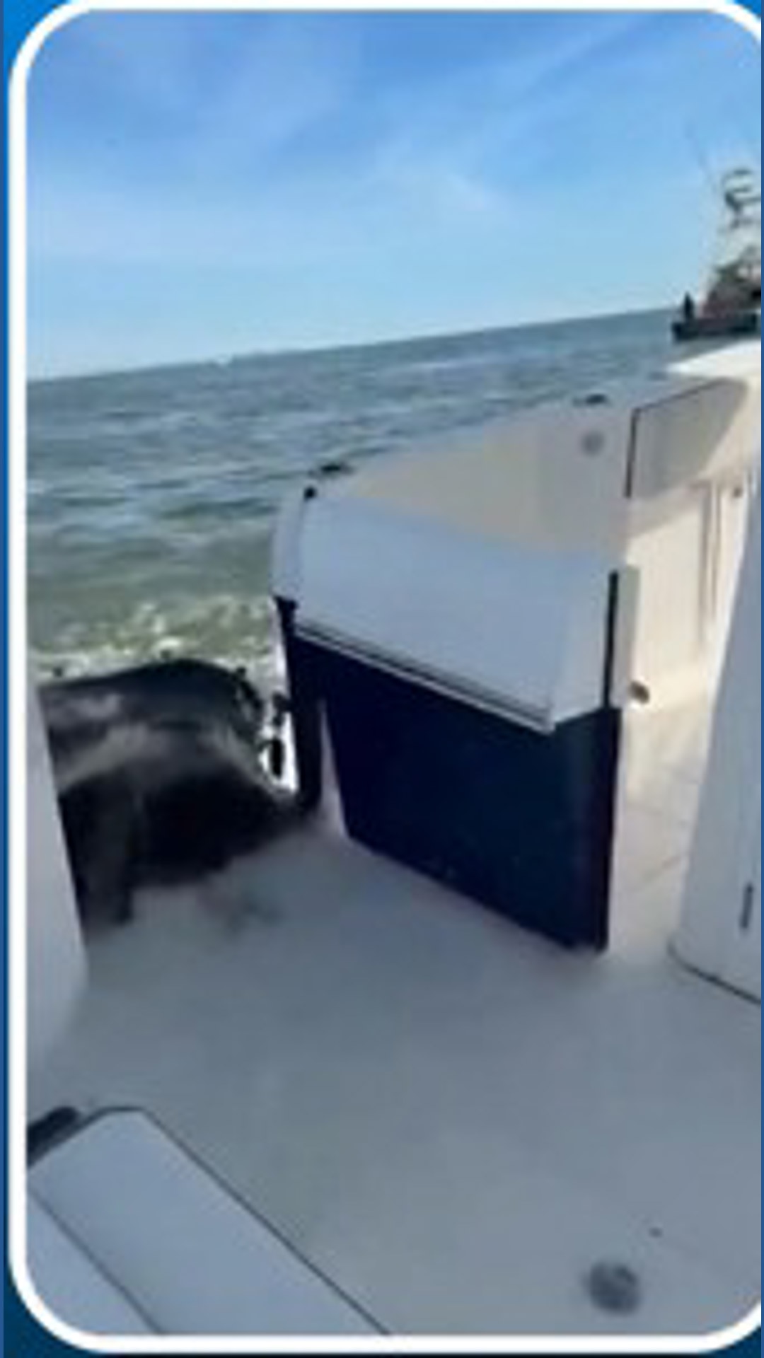 Humpback whale slams into side of fishing boat | khou.com