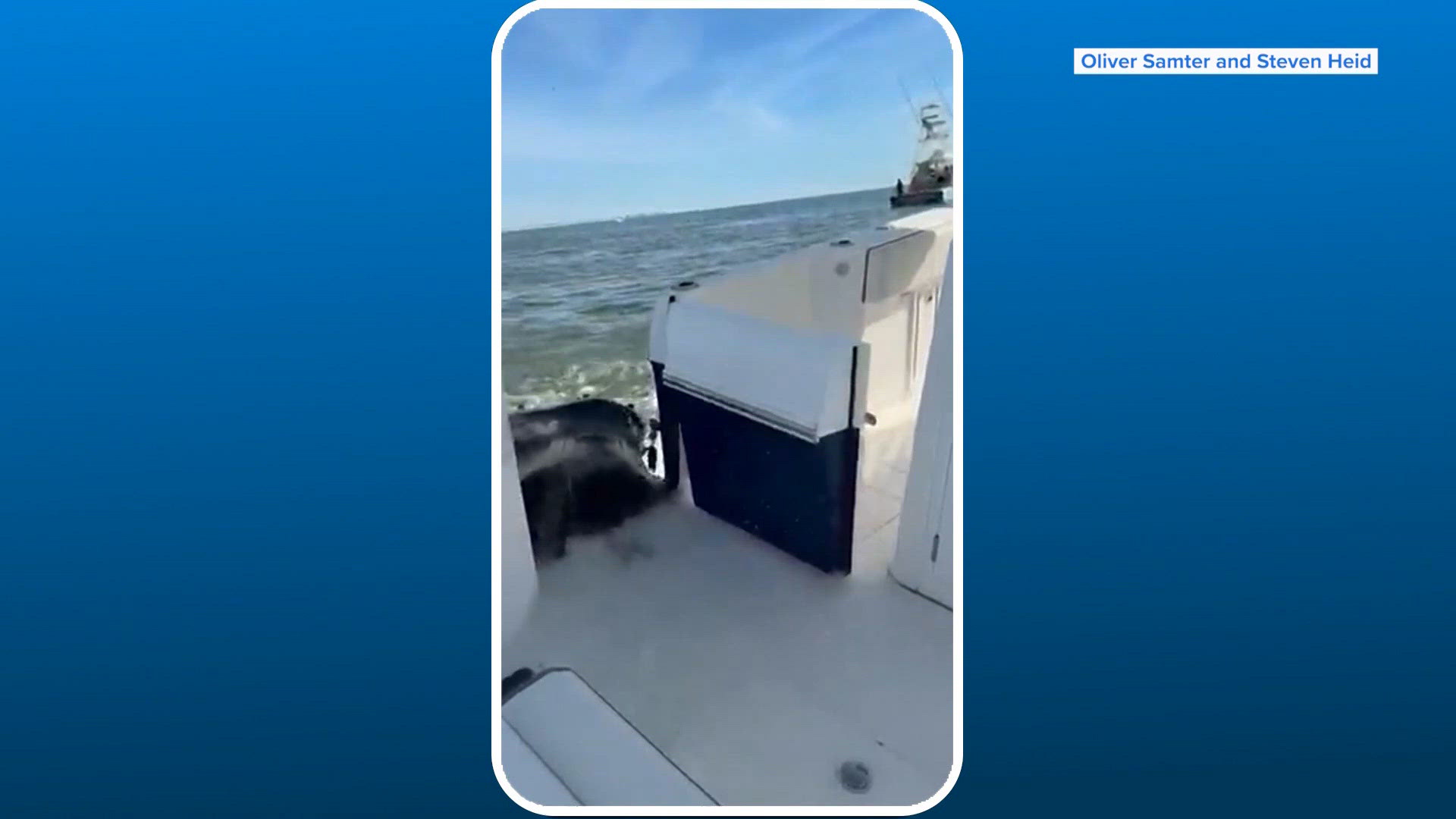 Humpback whale slams into side of fishing boat | khou.com