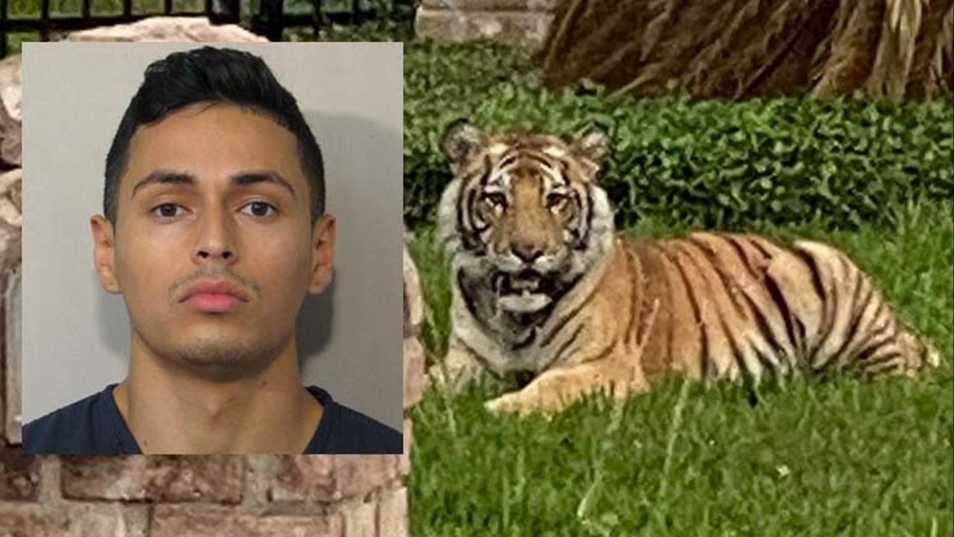 Police are still looking for the man who escaped with his pet tiger late Sunday.  Victor Hugo Cuevas is out on bond for a separate 2017 Fort Bend County case.