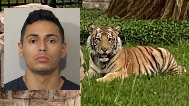Man City flop risks animal rights outrage as he's filmed walking his pet  TIGER on the street