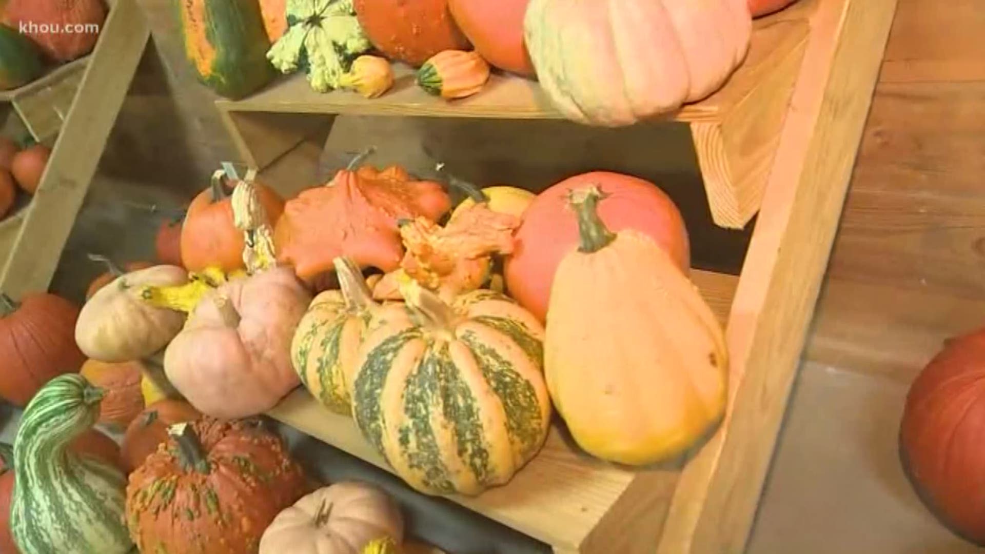 There's a lot to “dew” at the Dewberry Farm in Brookshire. From hayrides to picking pumpkins, the activities are endless. Ruben Galvan was has a preview.