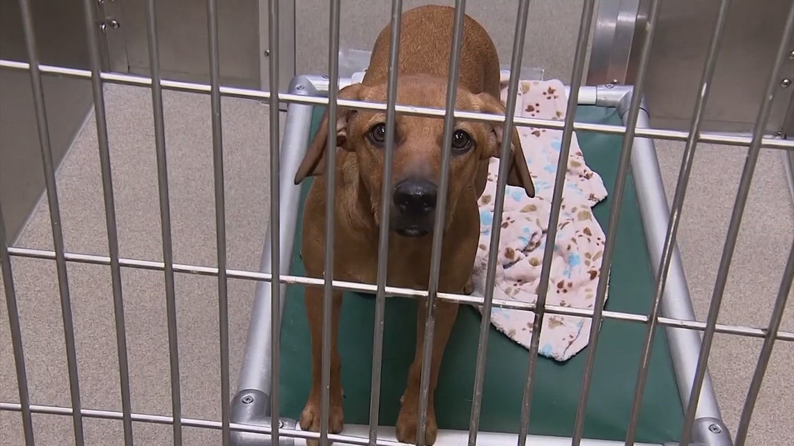 Animal shelters across the country battling overcrowding | khou.com