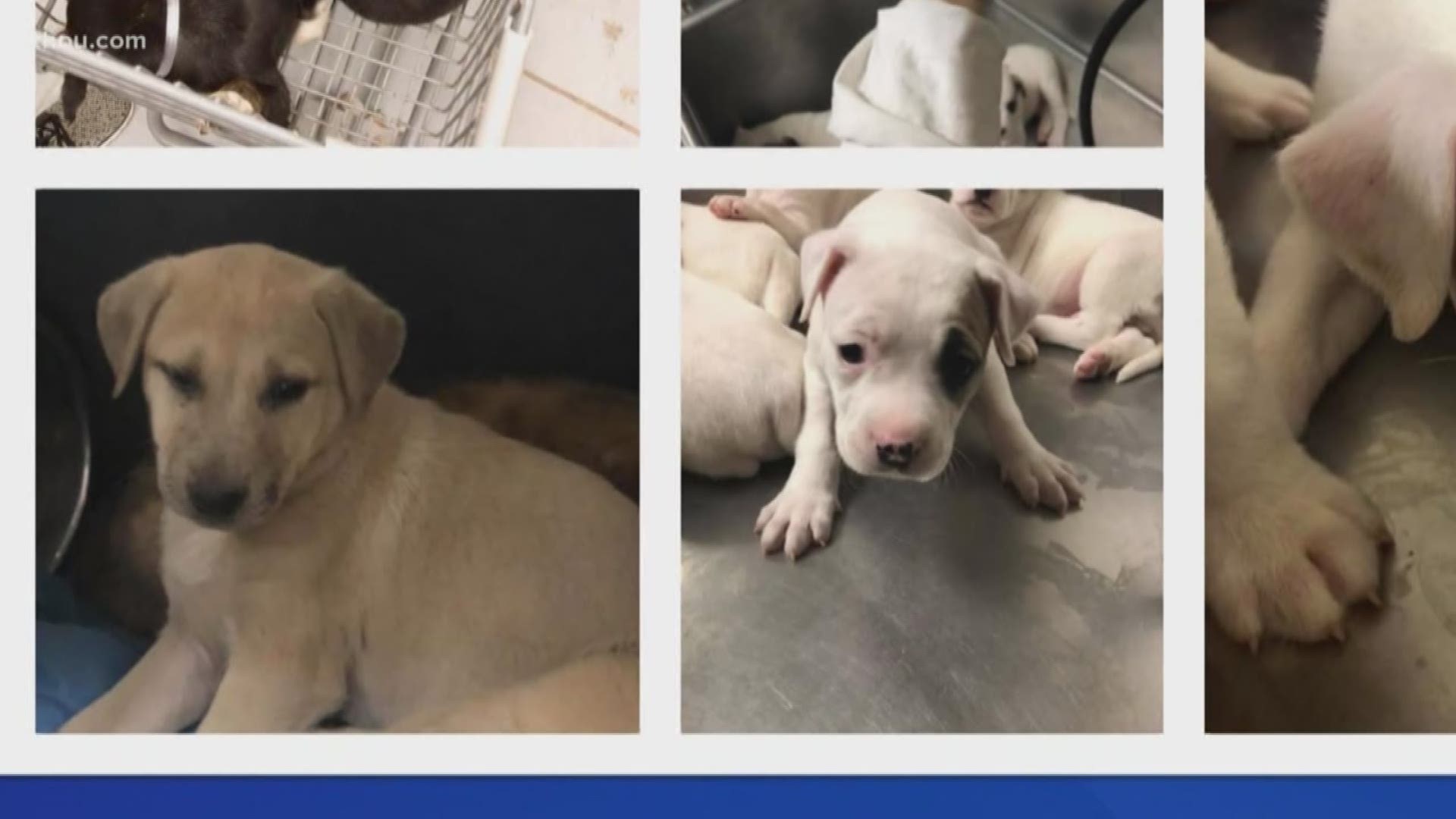 Over 230 dogs and cats were taken into the Montgomery County Animal Shelter in just 4 days. The shelter is asking people to adopt or foster them.