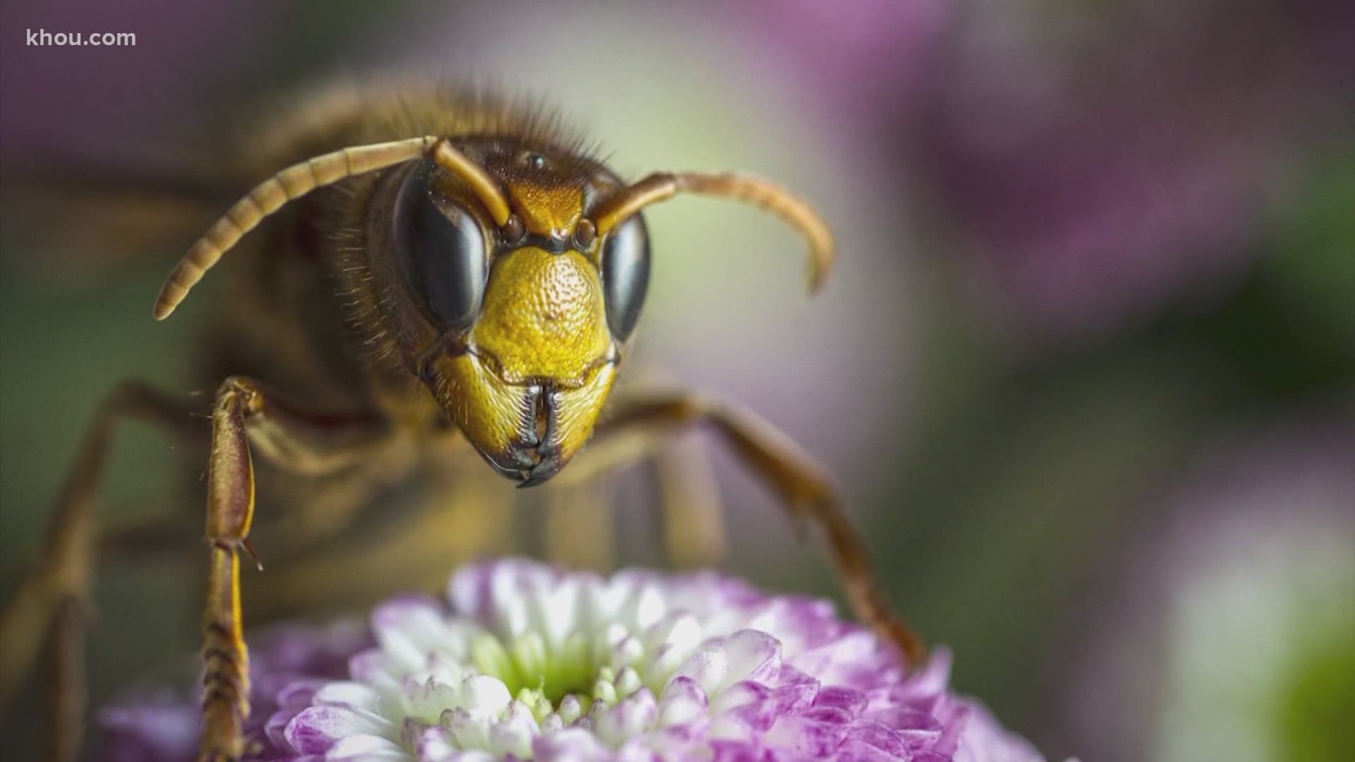 Asian giant hornets, now popularly referred to as 'murder hornets', have got social media buzzing.
