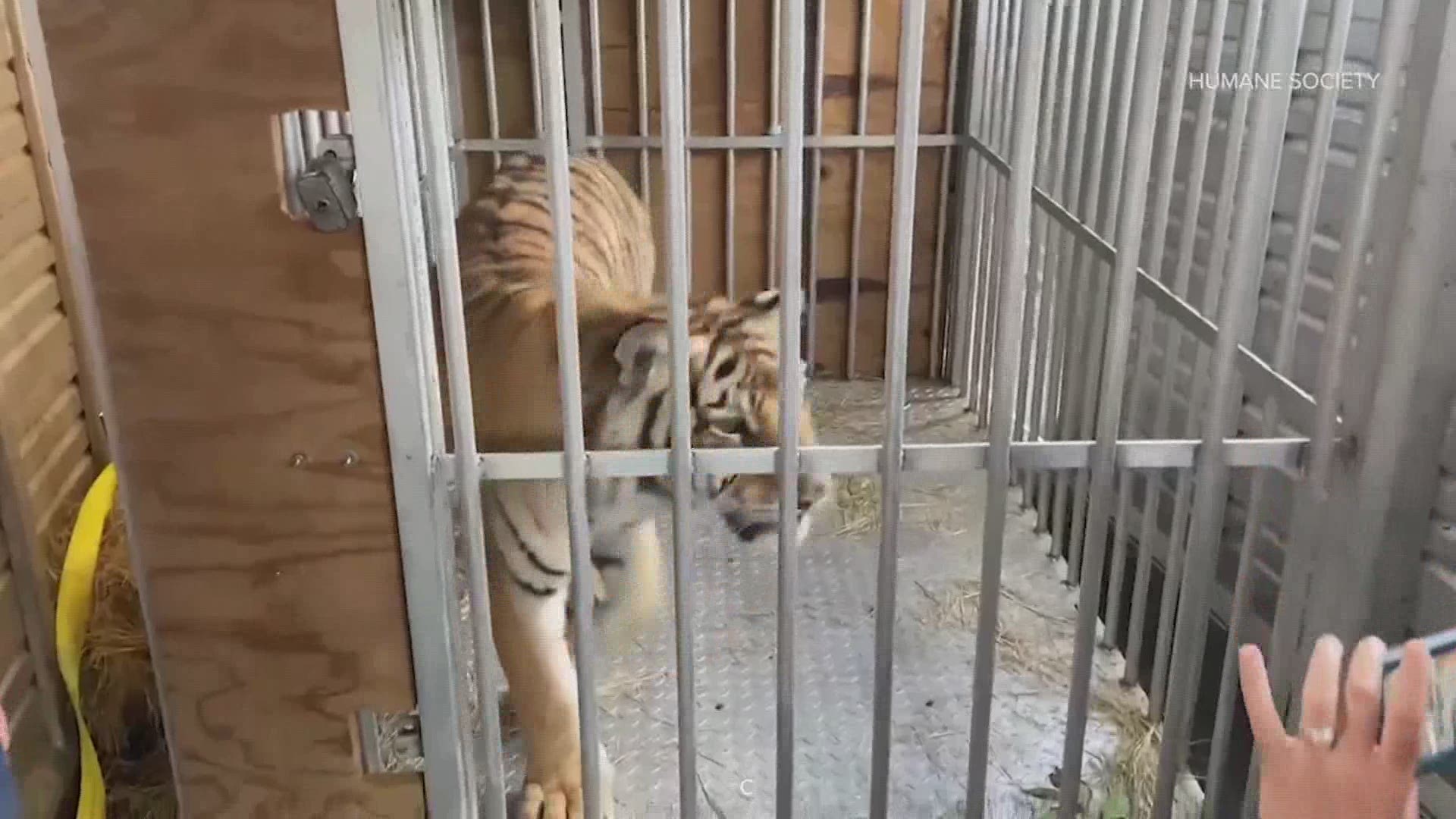 New details are emerging about how India the tiger was safely handed over to Houston’s animal control over the weekend.